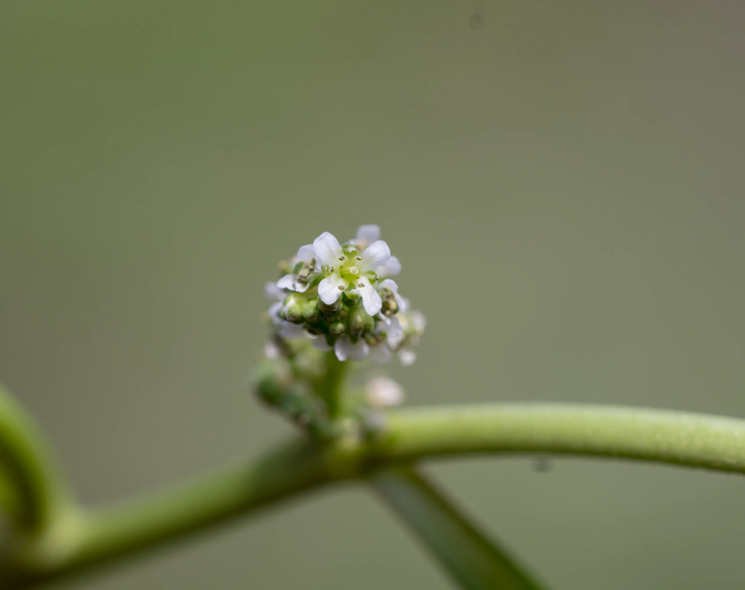 Lepidium coronopus