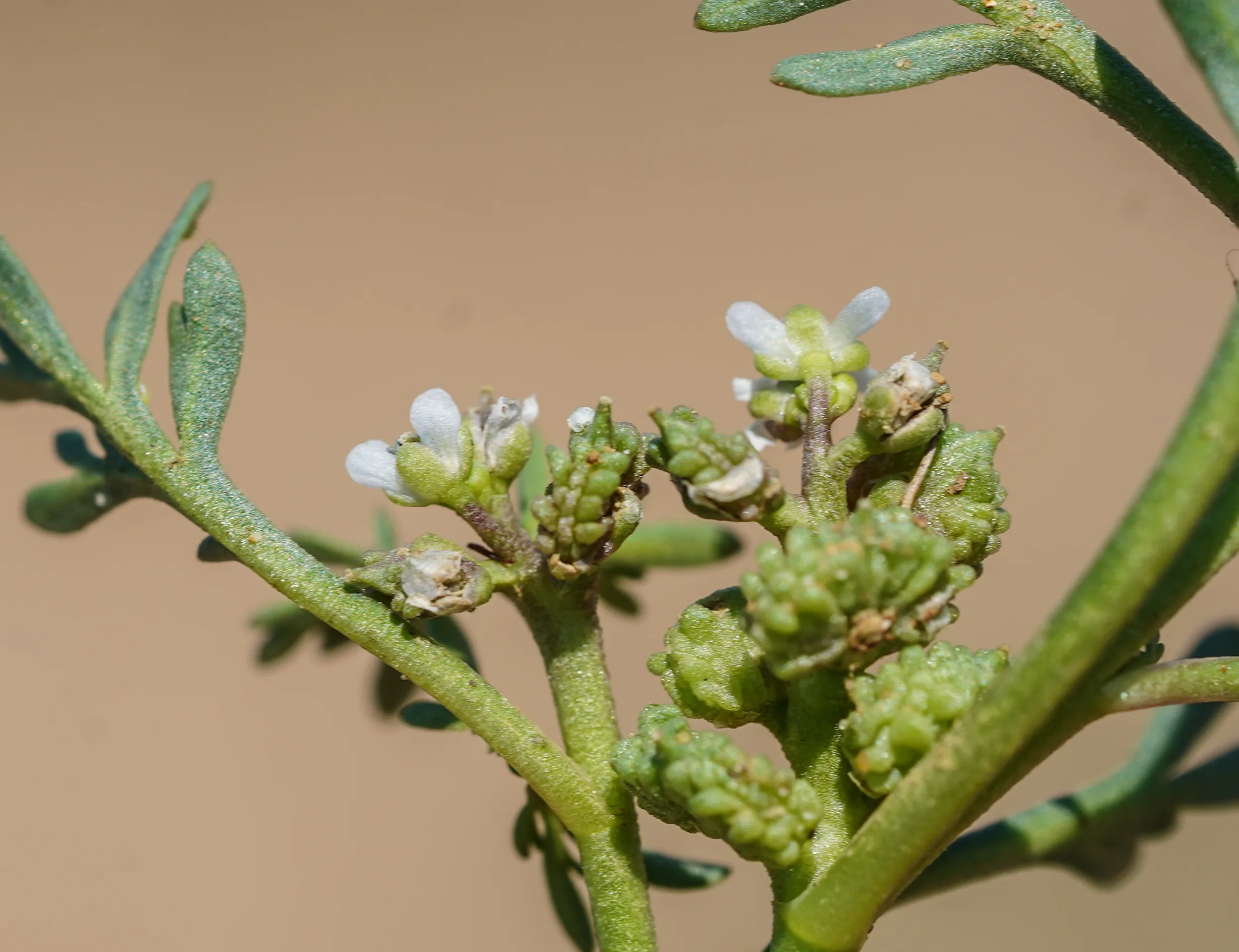 Lepidium coronopus