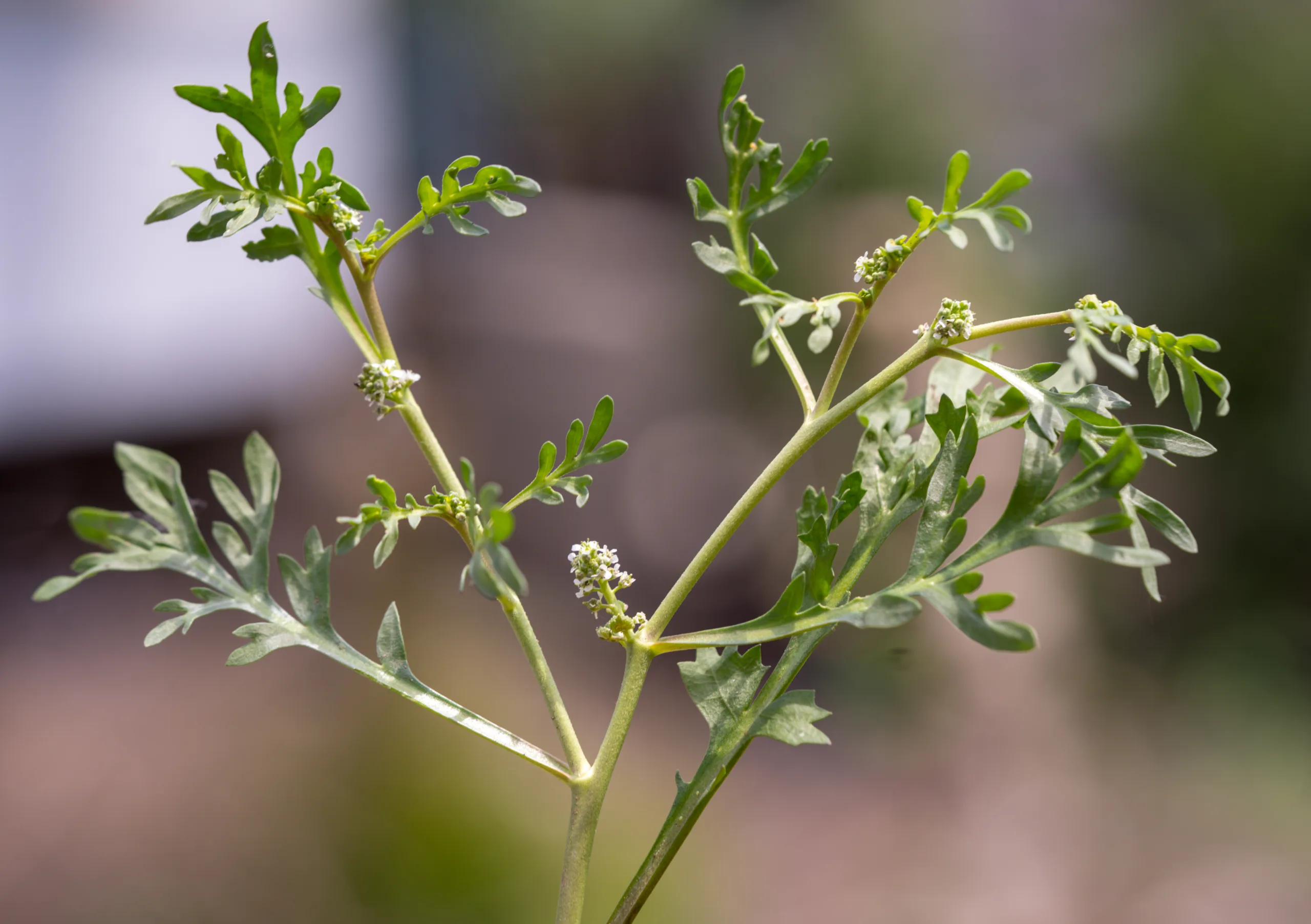 Lepidium coronopus