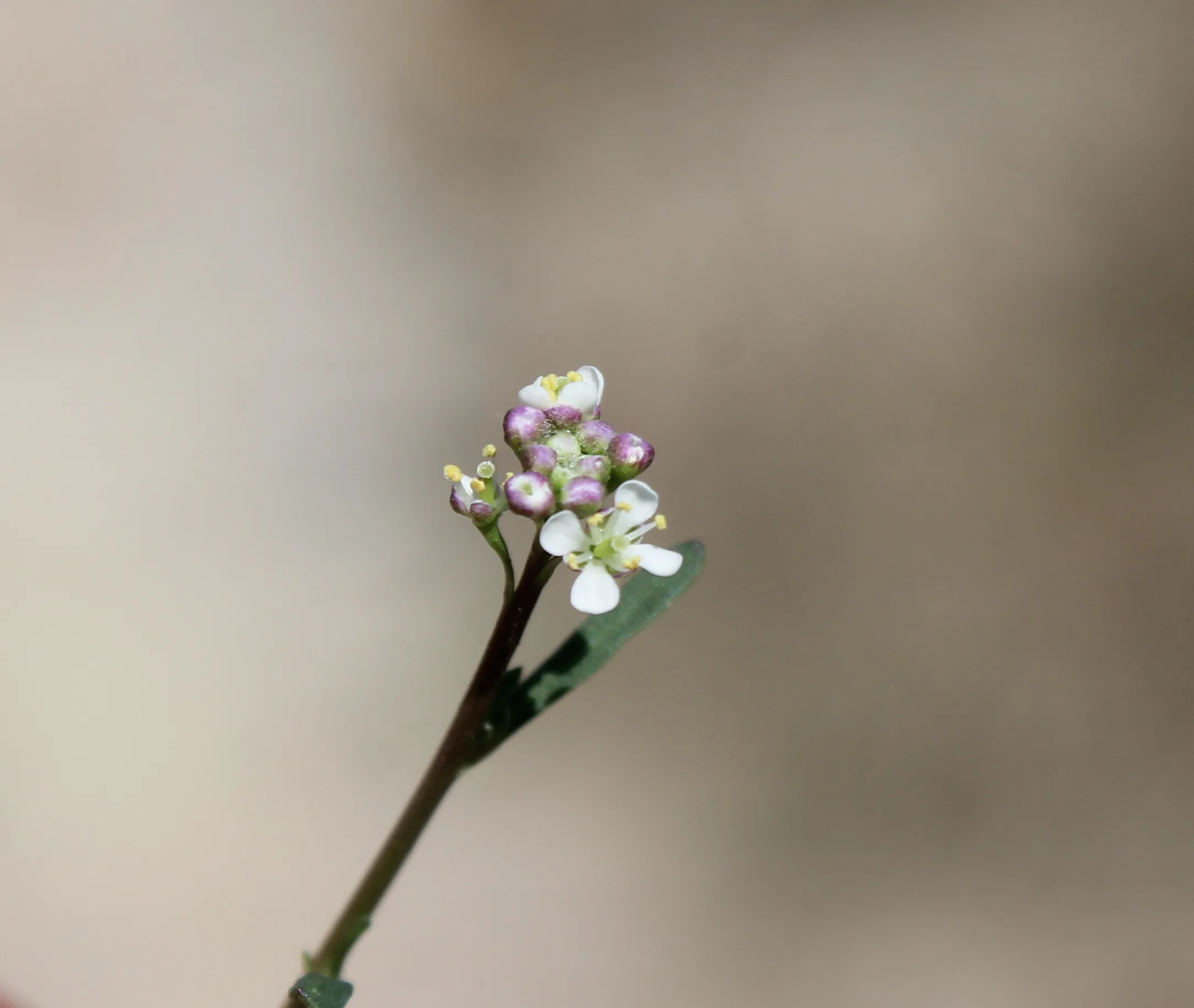 Lepidium graminifolium