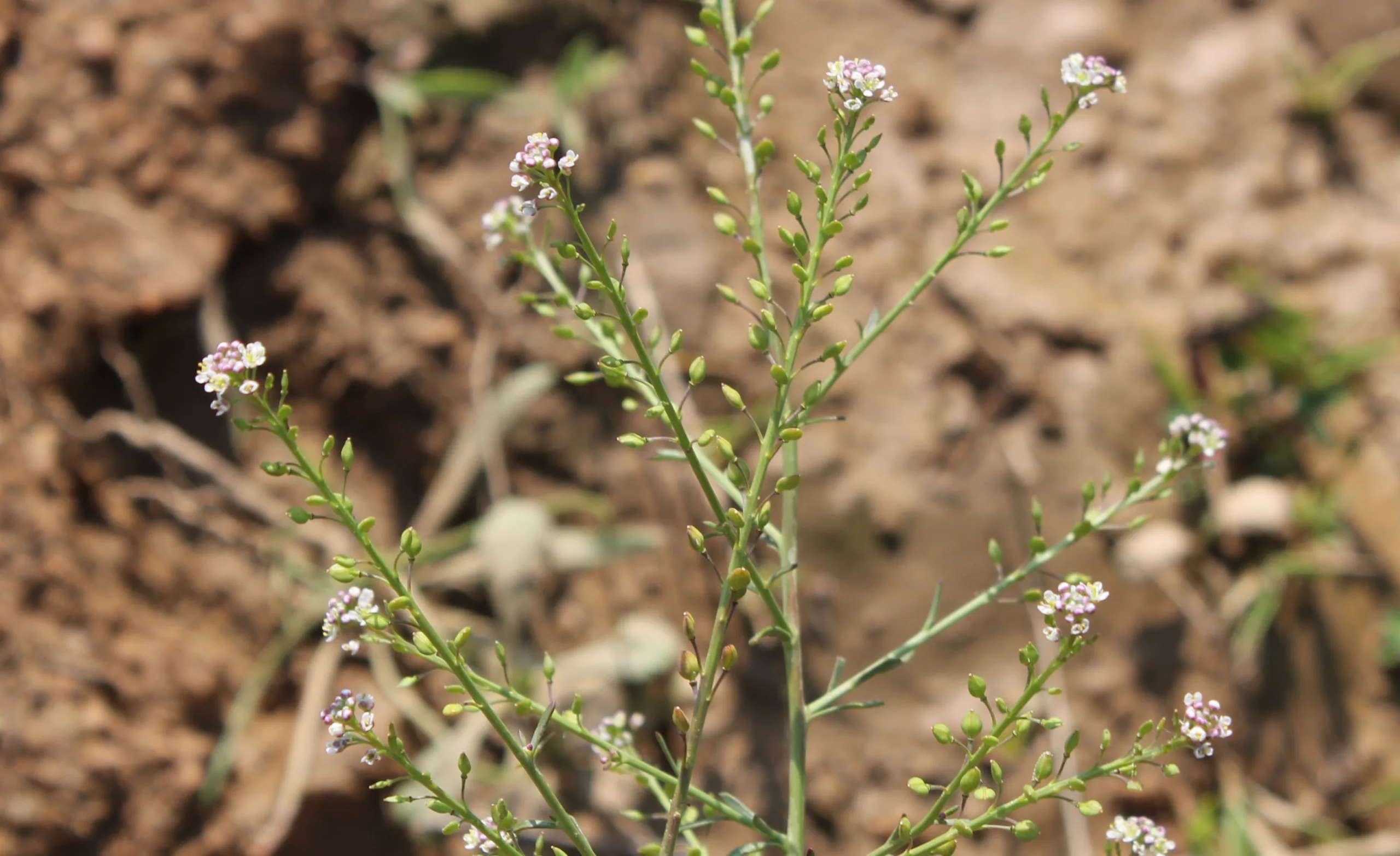 Lepidium graminifolium