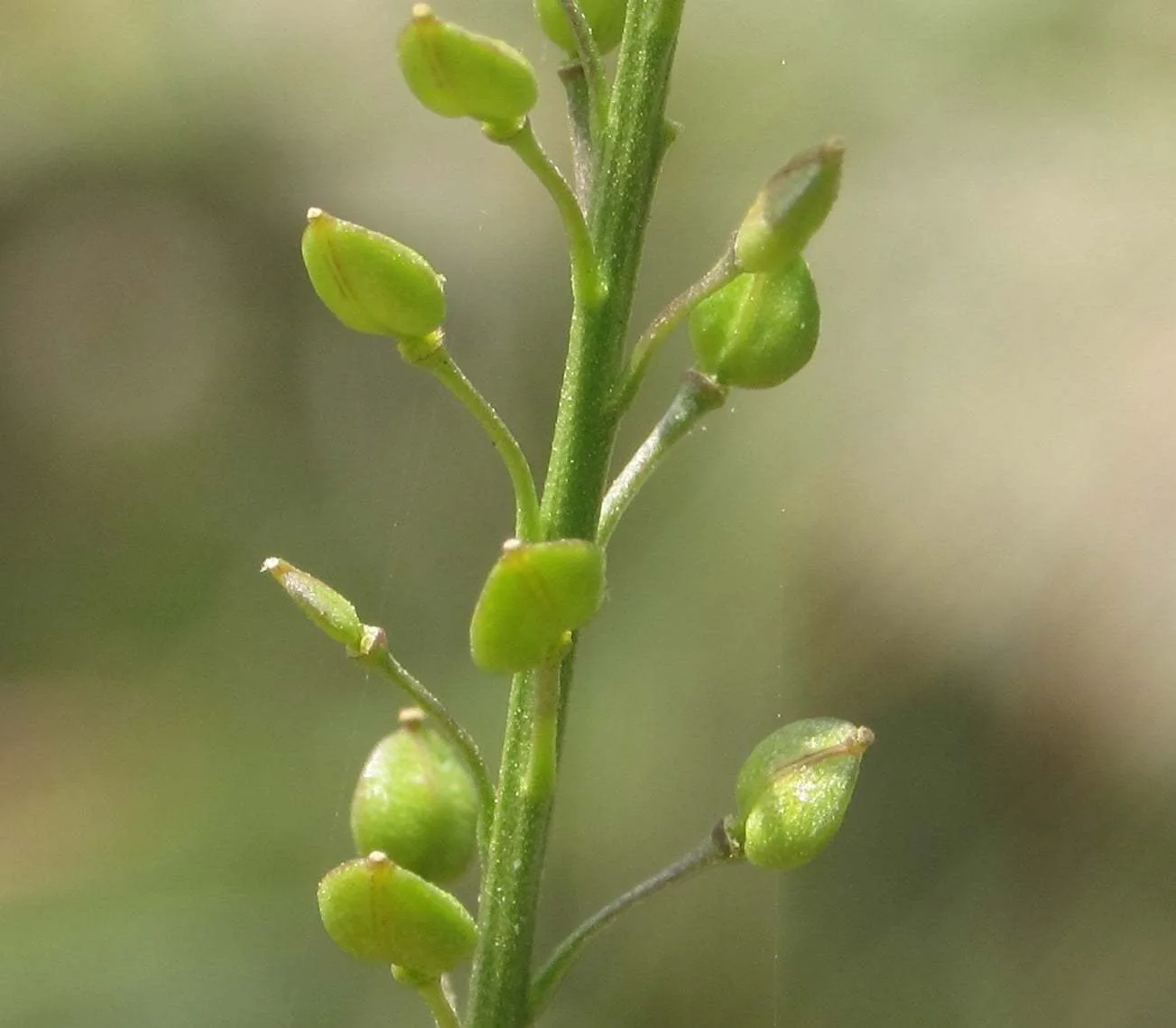Lepidium graminifolium