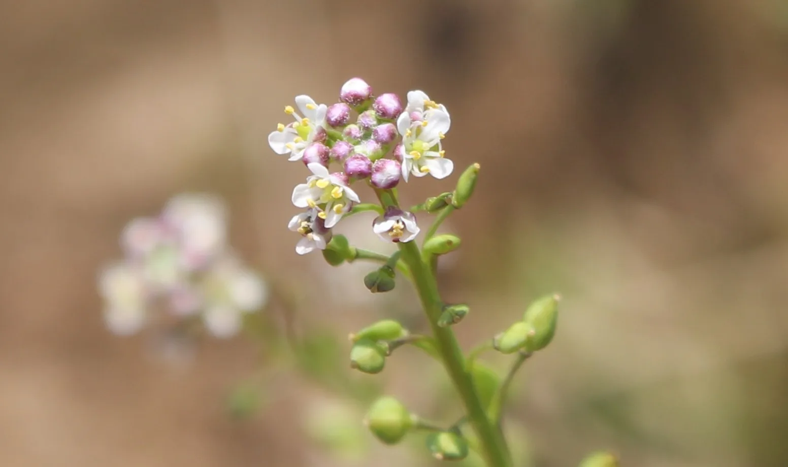 Lepidium graminifolium