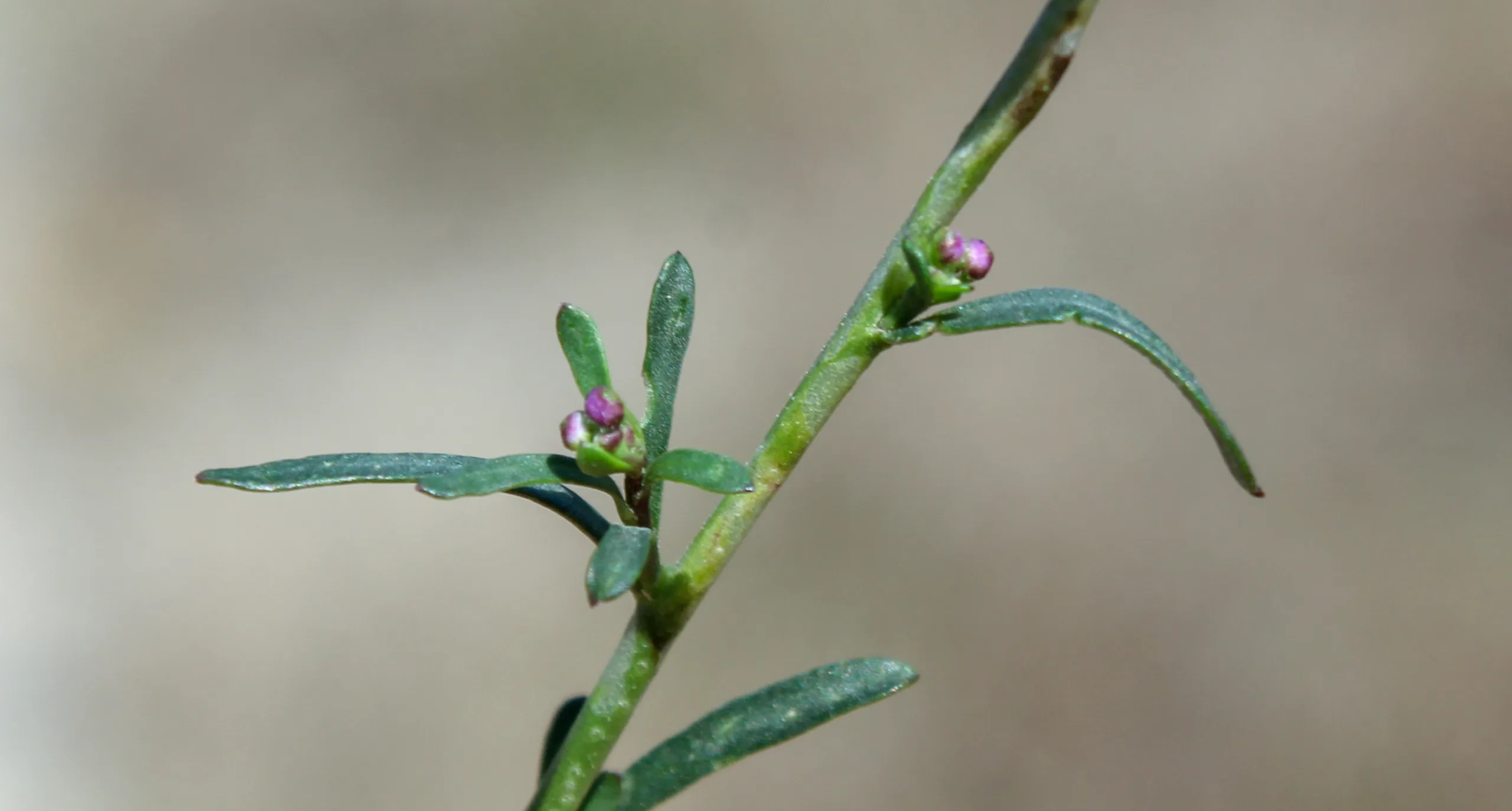 Lepidium graminifolium
