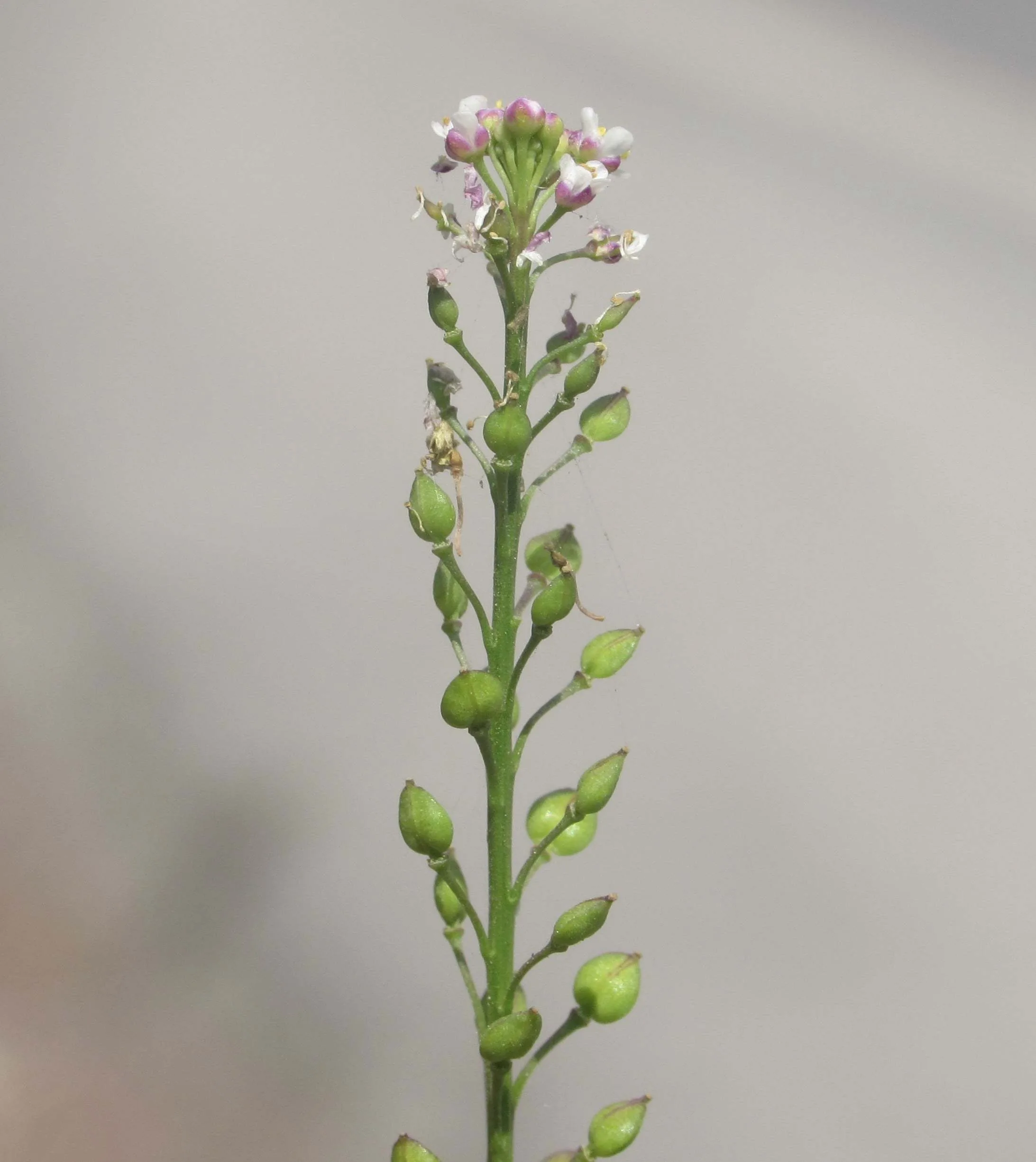 Lepidium graminifolium