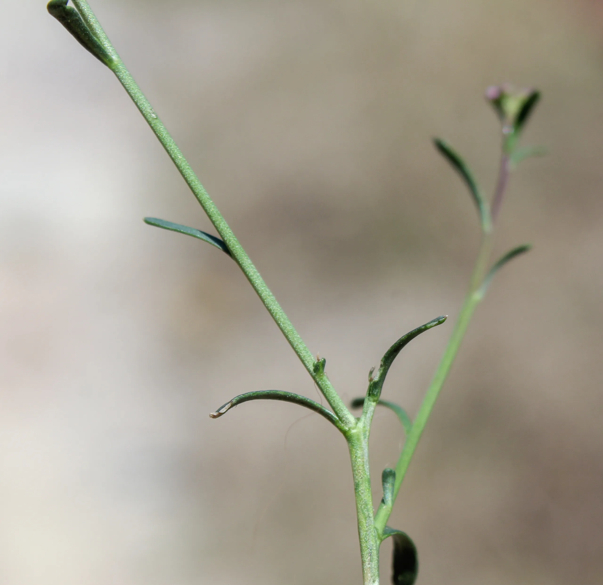 Lepidium graminifolium