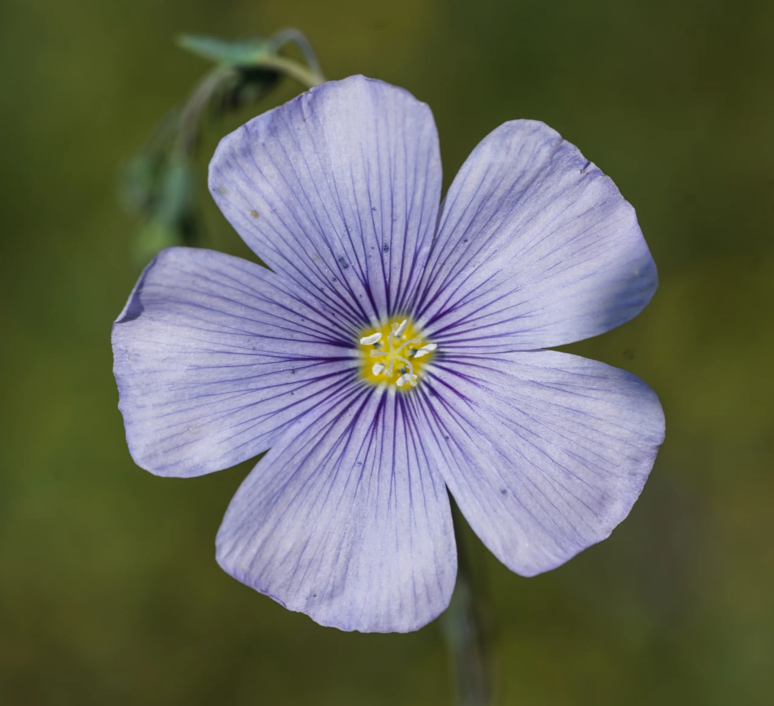 Linum austriacum (Zeyrek)