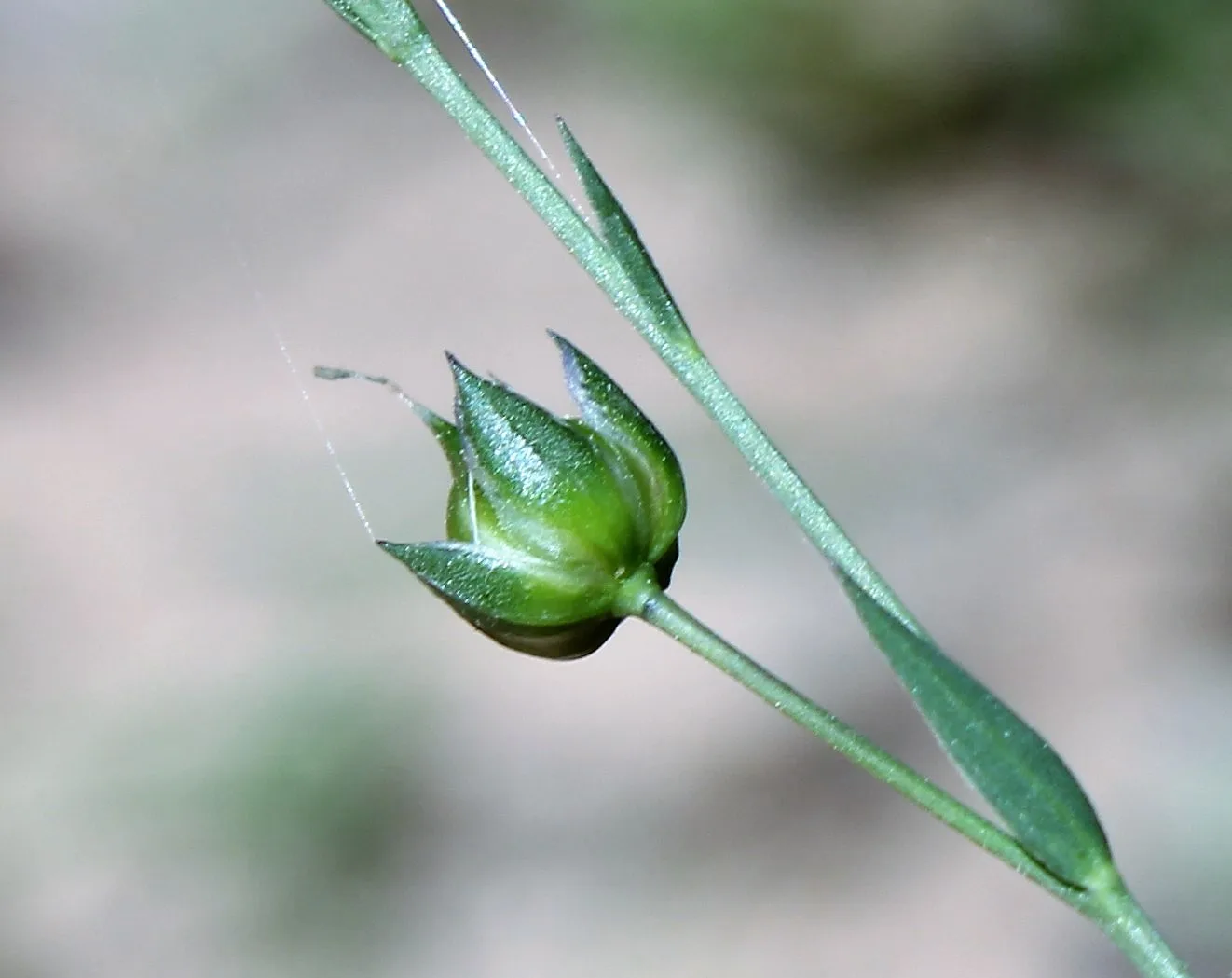 Linum bienne