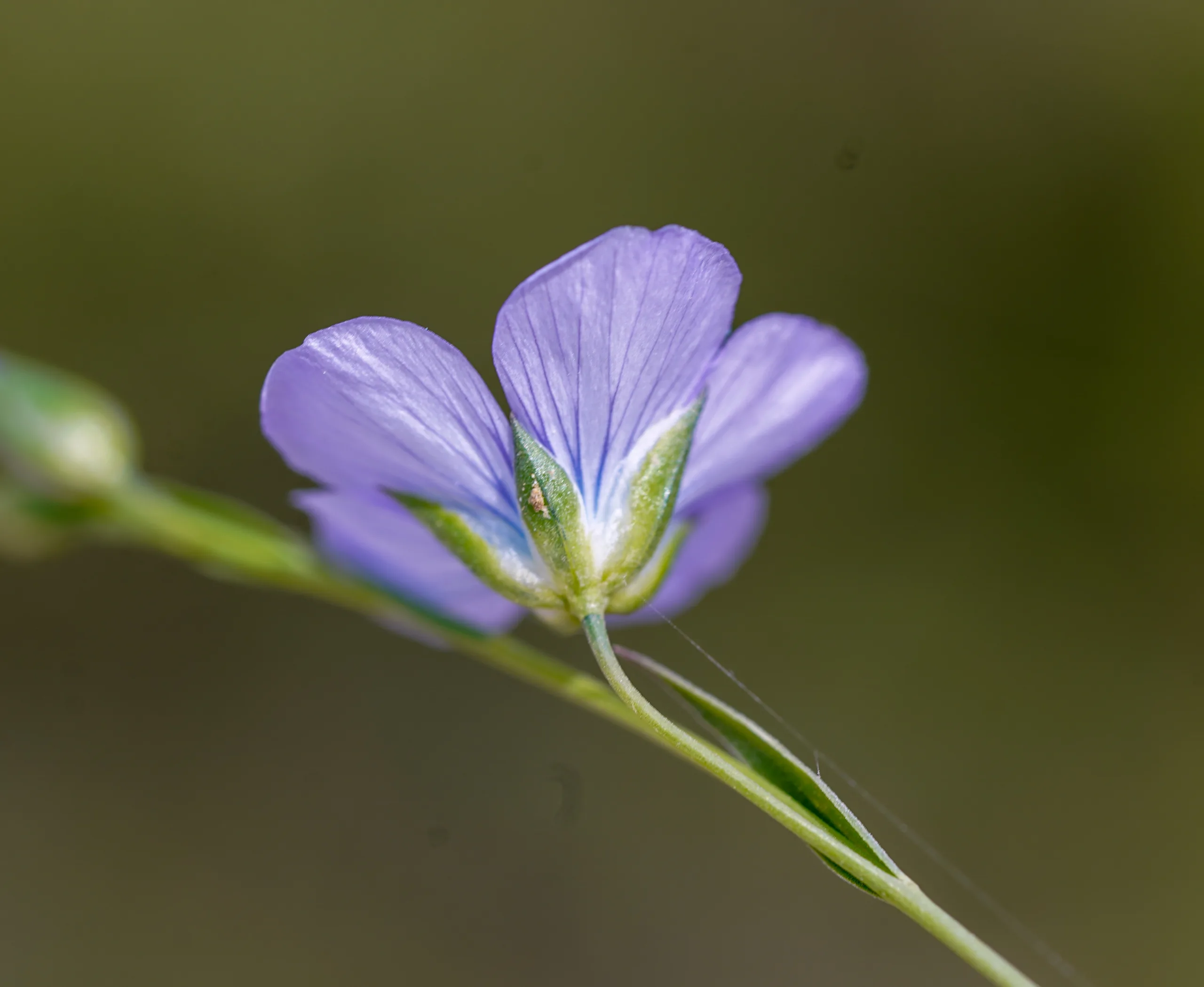 Linum bienne