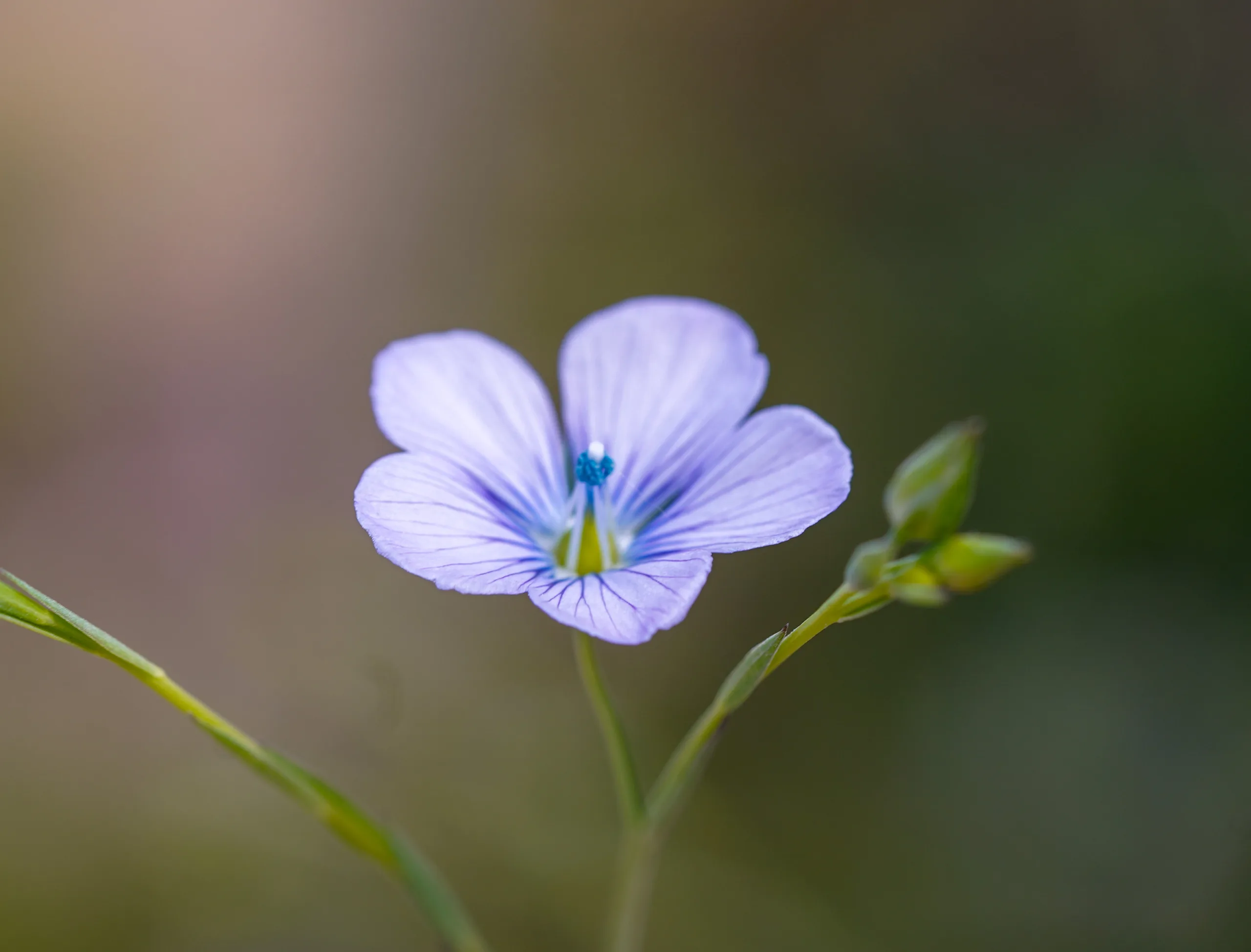 Linum bienne