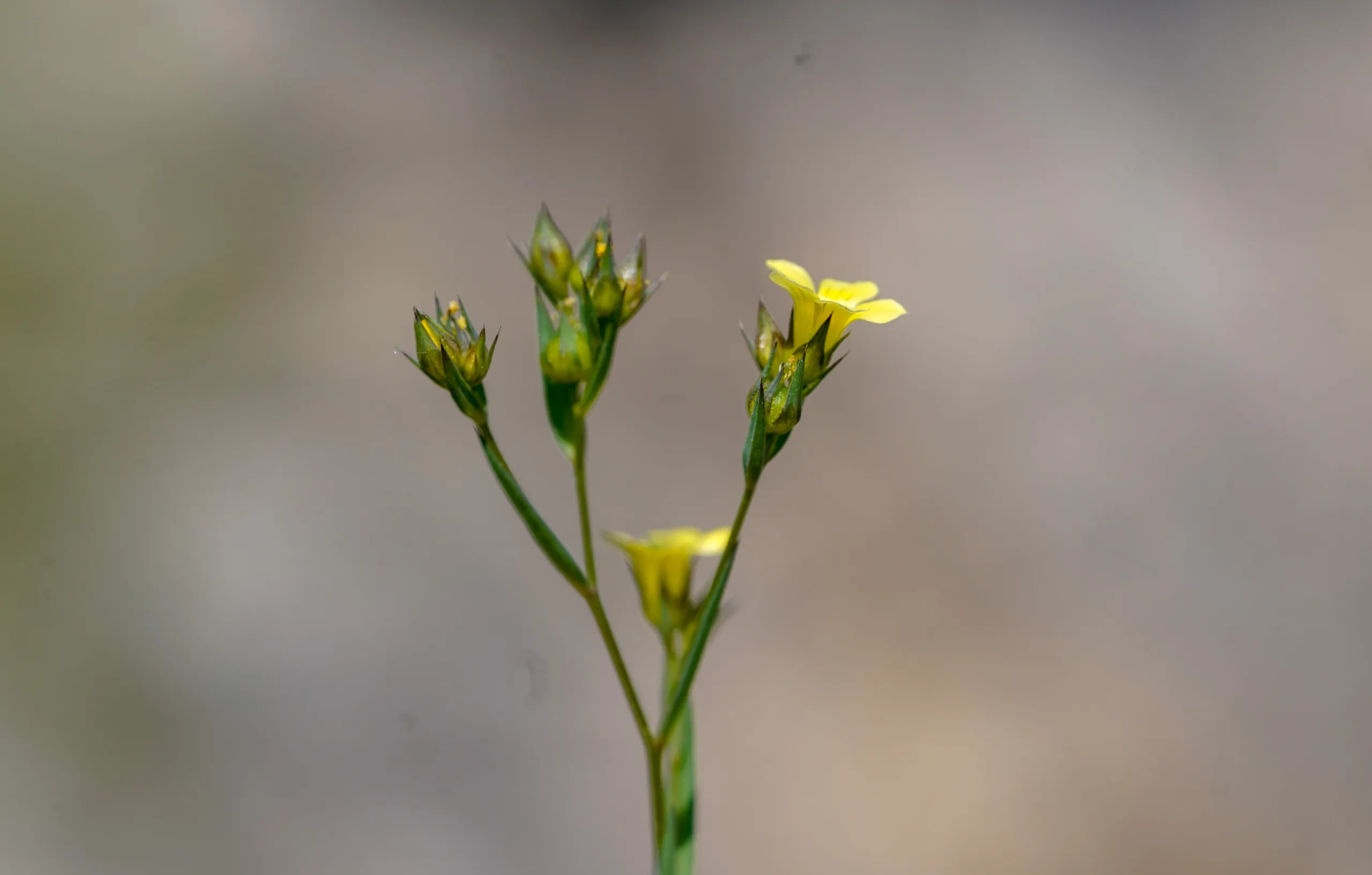 Linum corymbulosum