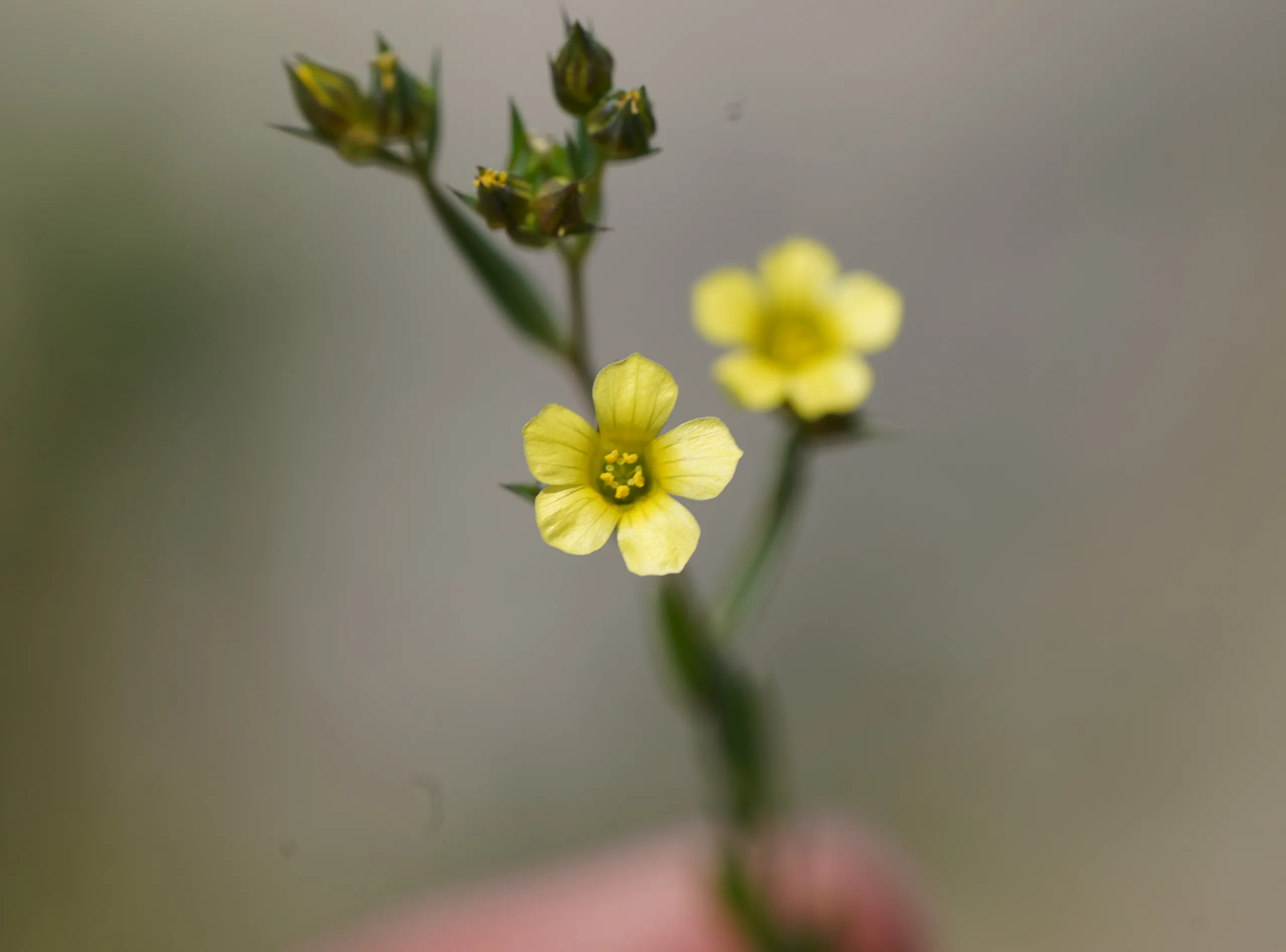 Linum corymbulosum (Koru keteni)