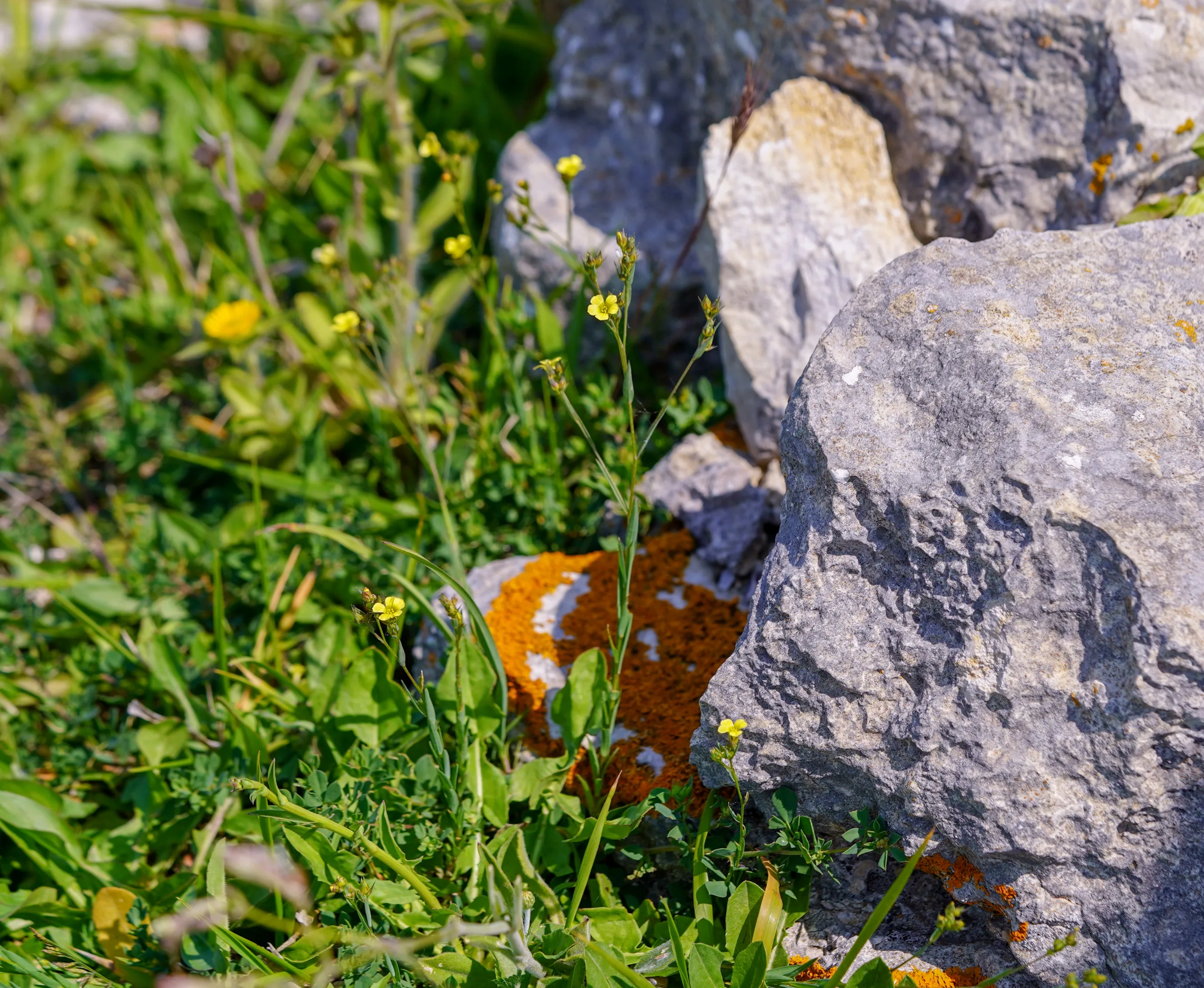 Linum corymbulosum