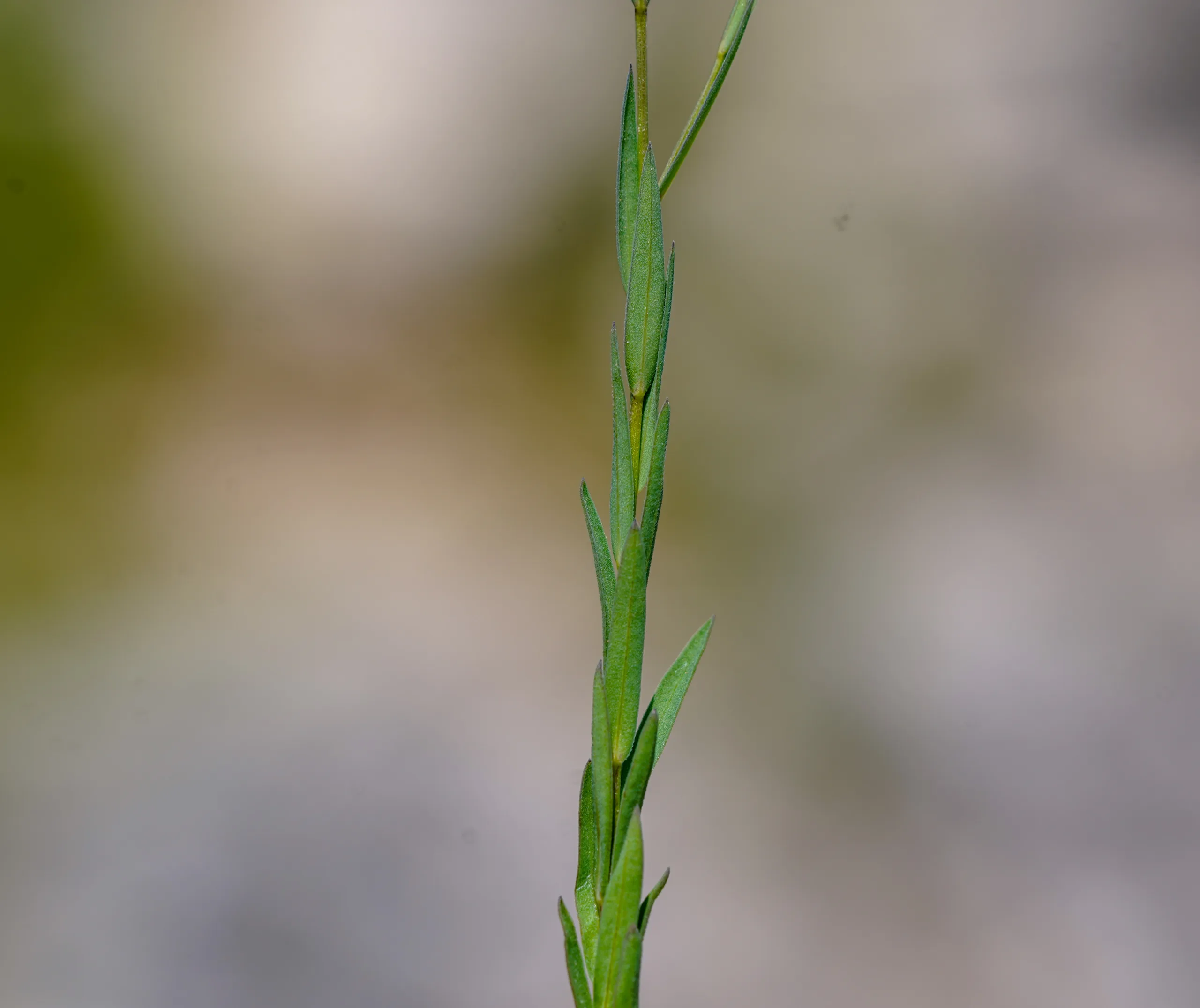 Linum corymbulosum