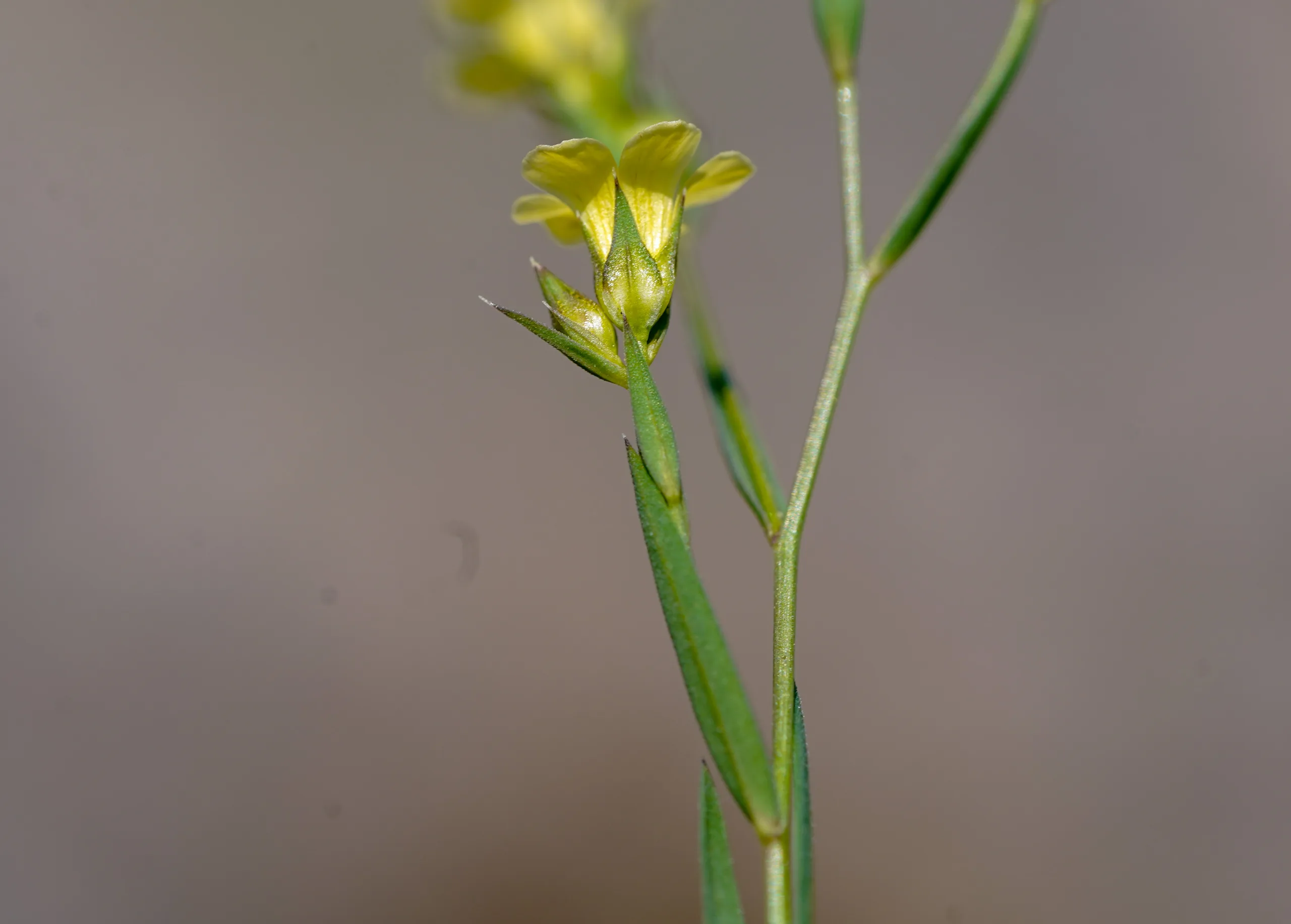 Linum corymbulosum