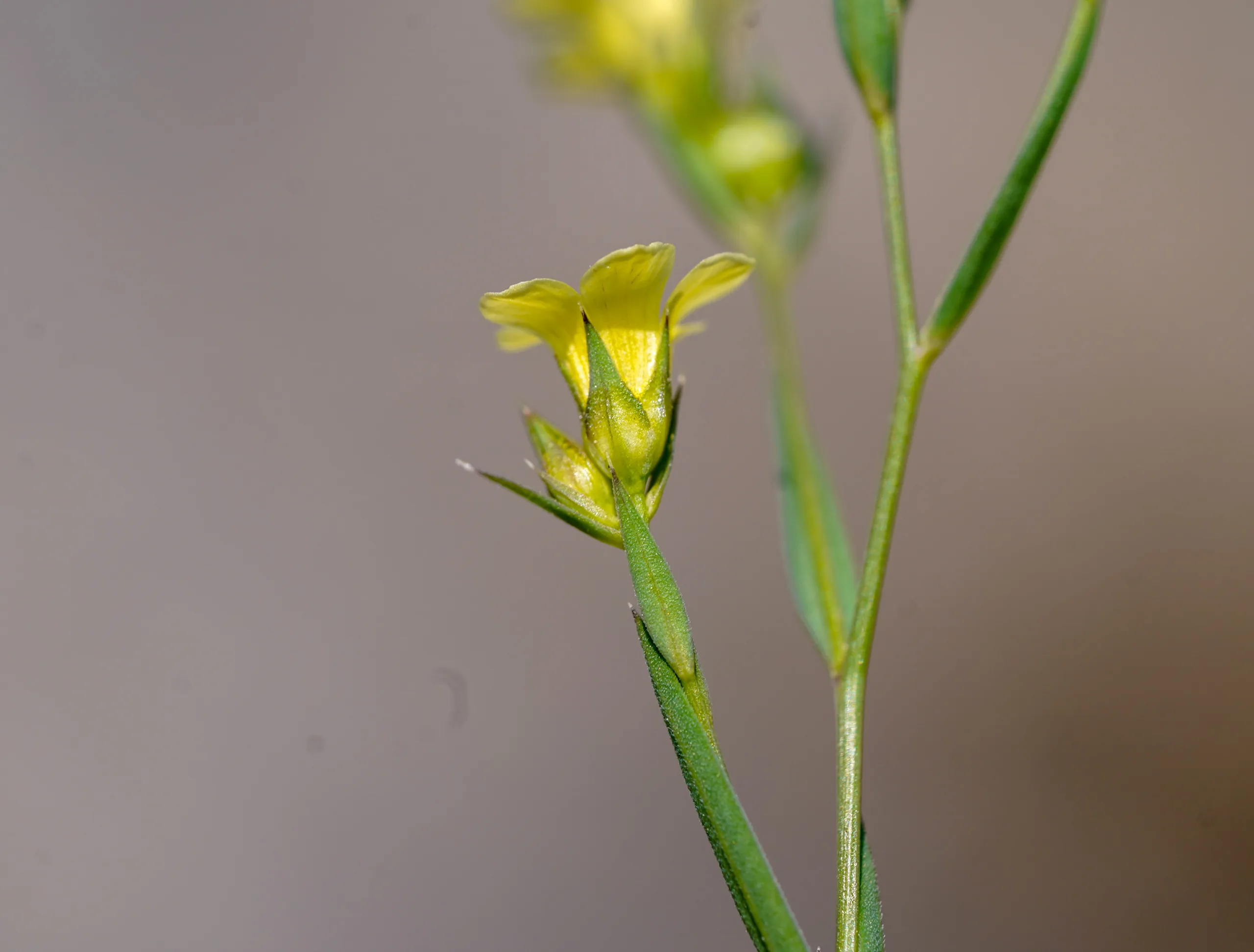 Linum corymbulosum