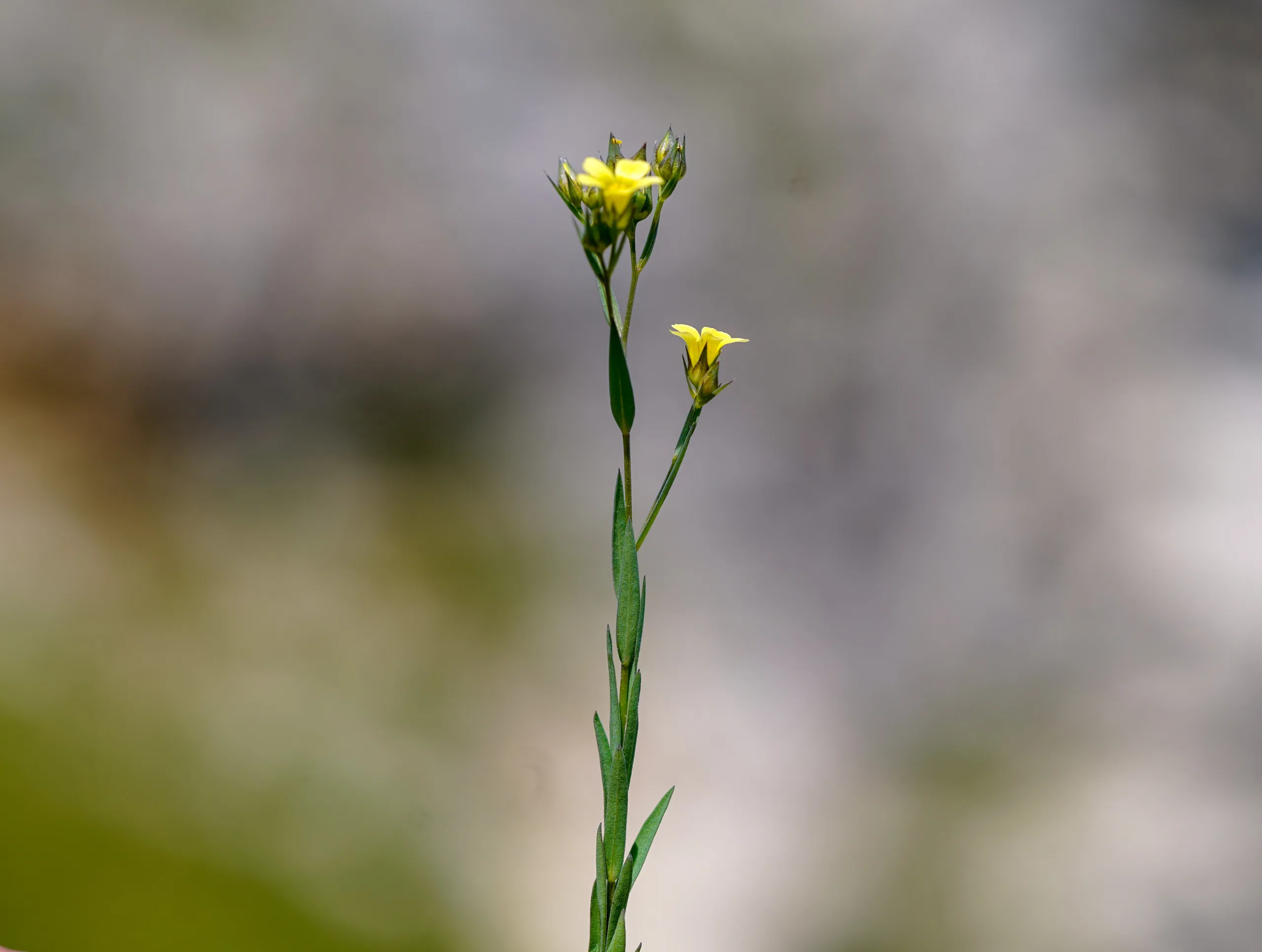 Linum corymbulosum