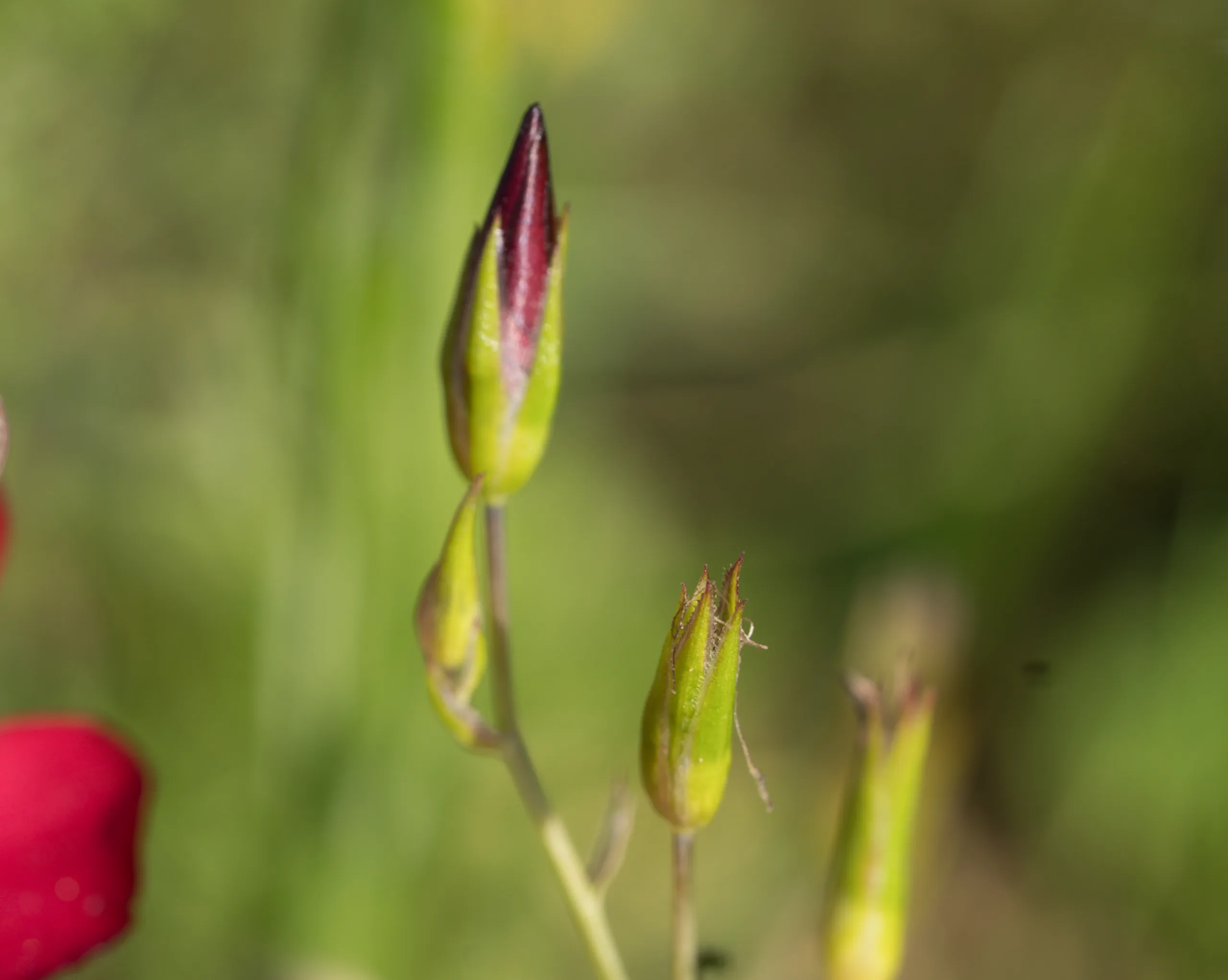 Linum grandiflorum