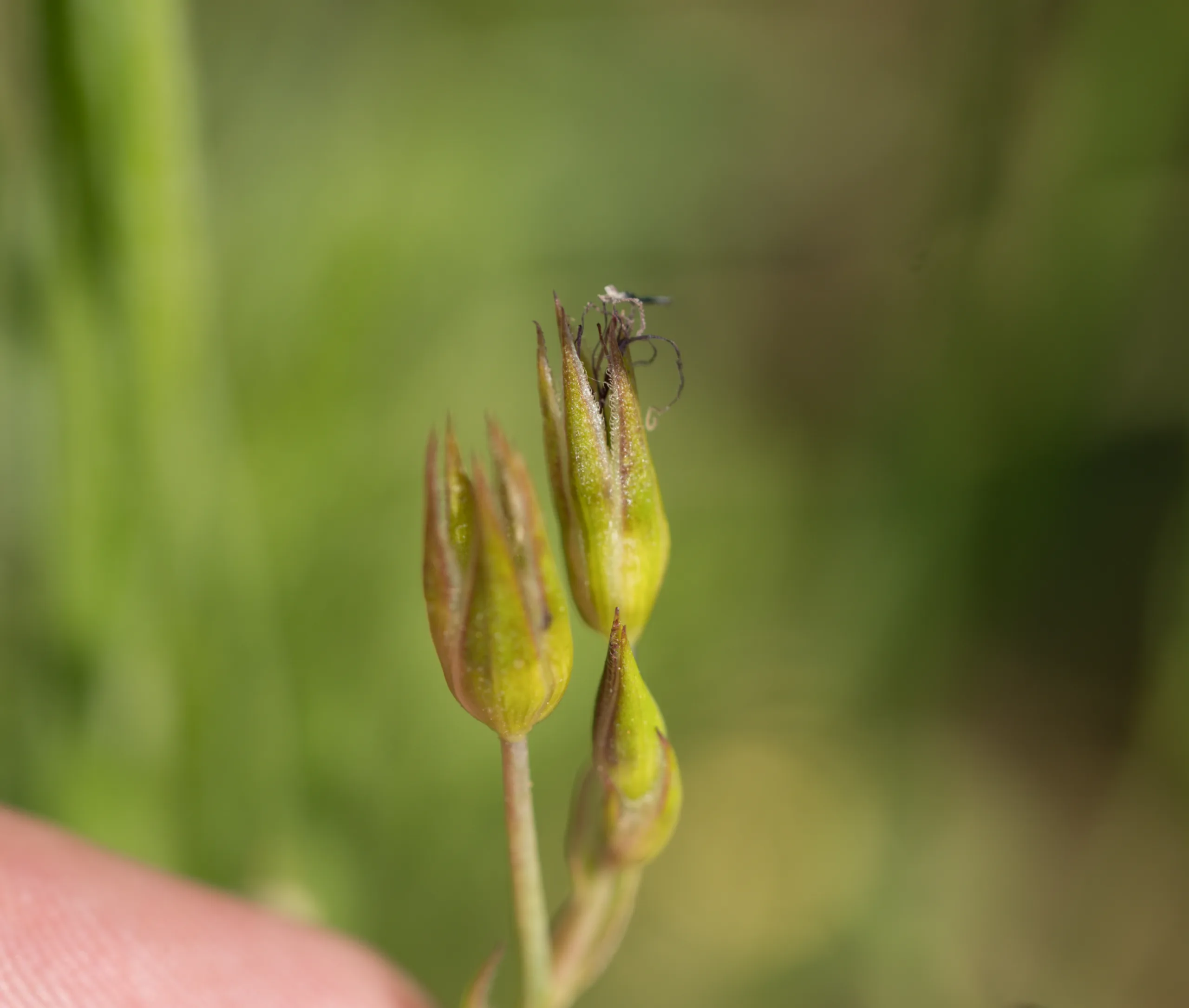 Linum grandiflorum