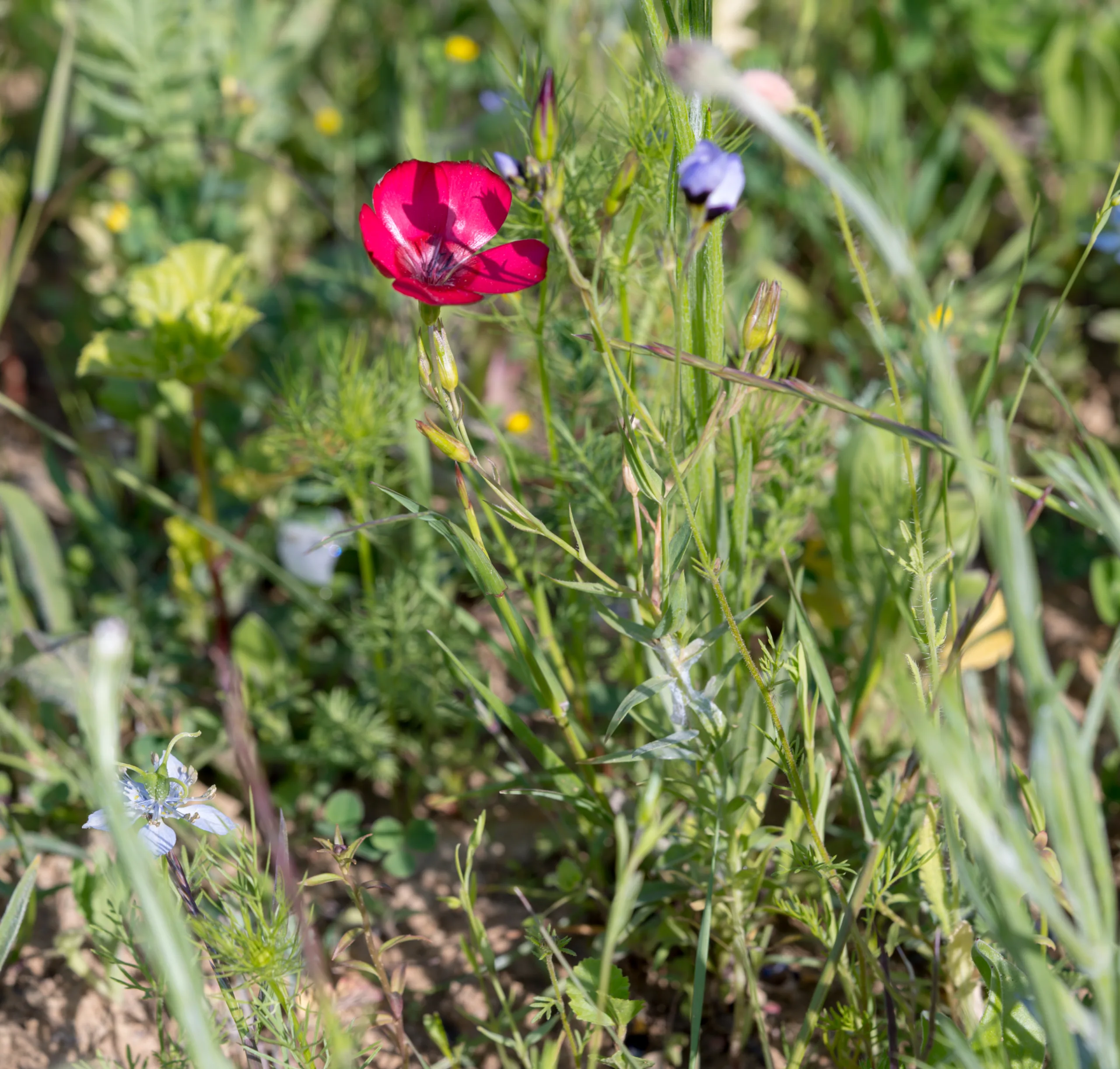 Linum grandiflorum