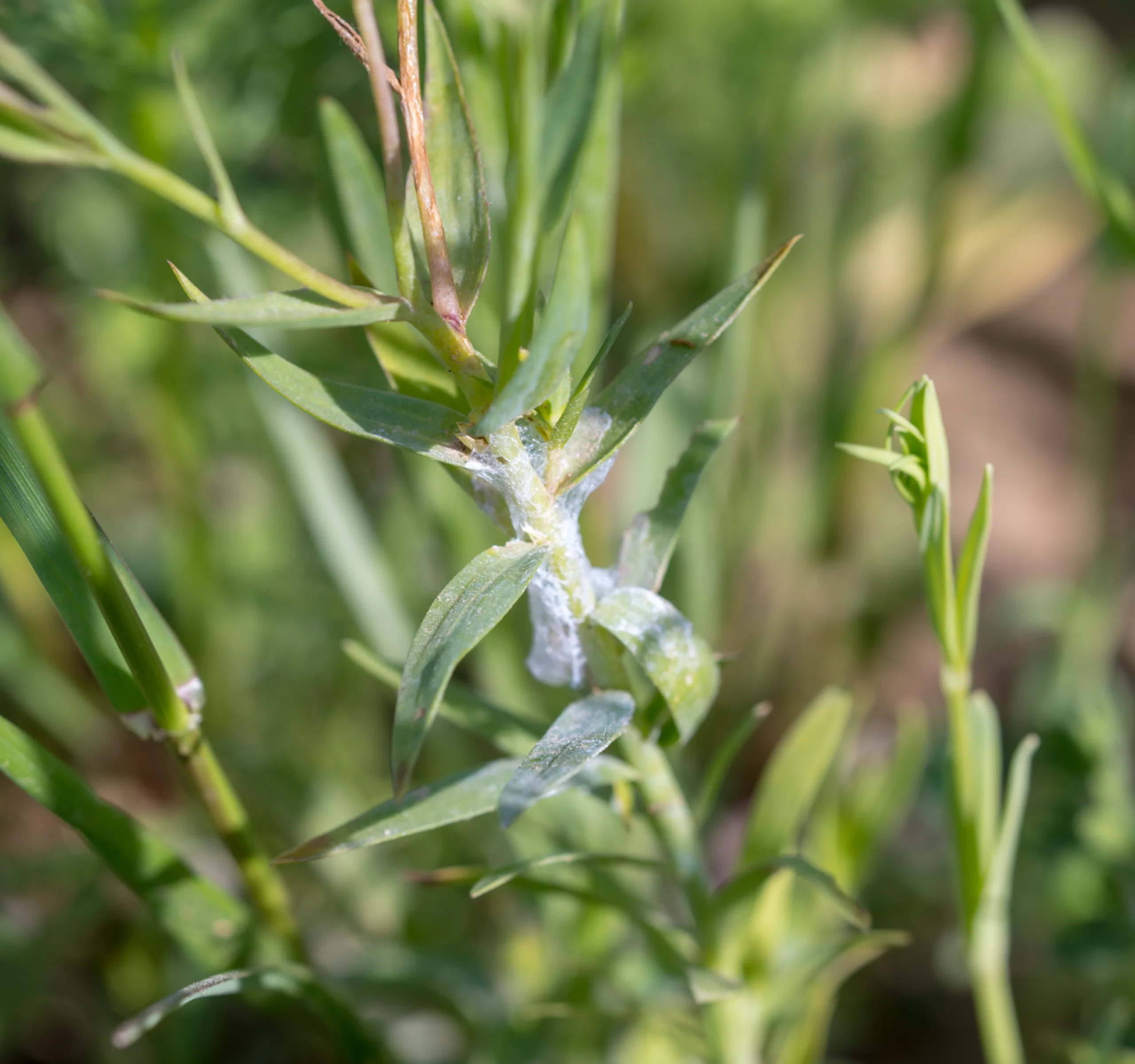 Linum grandiflorum