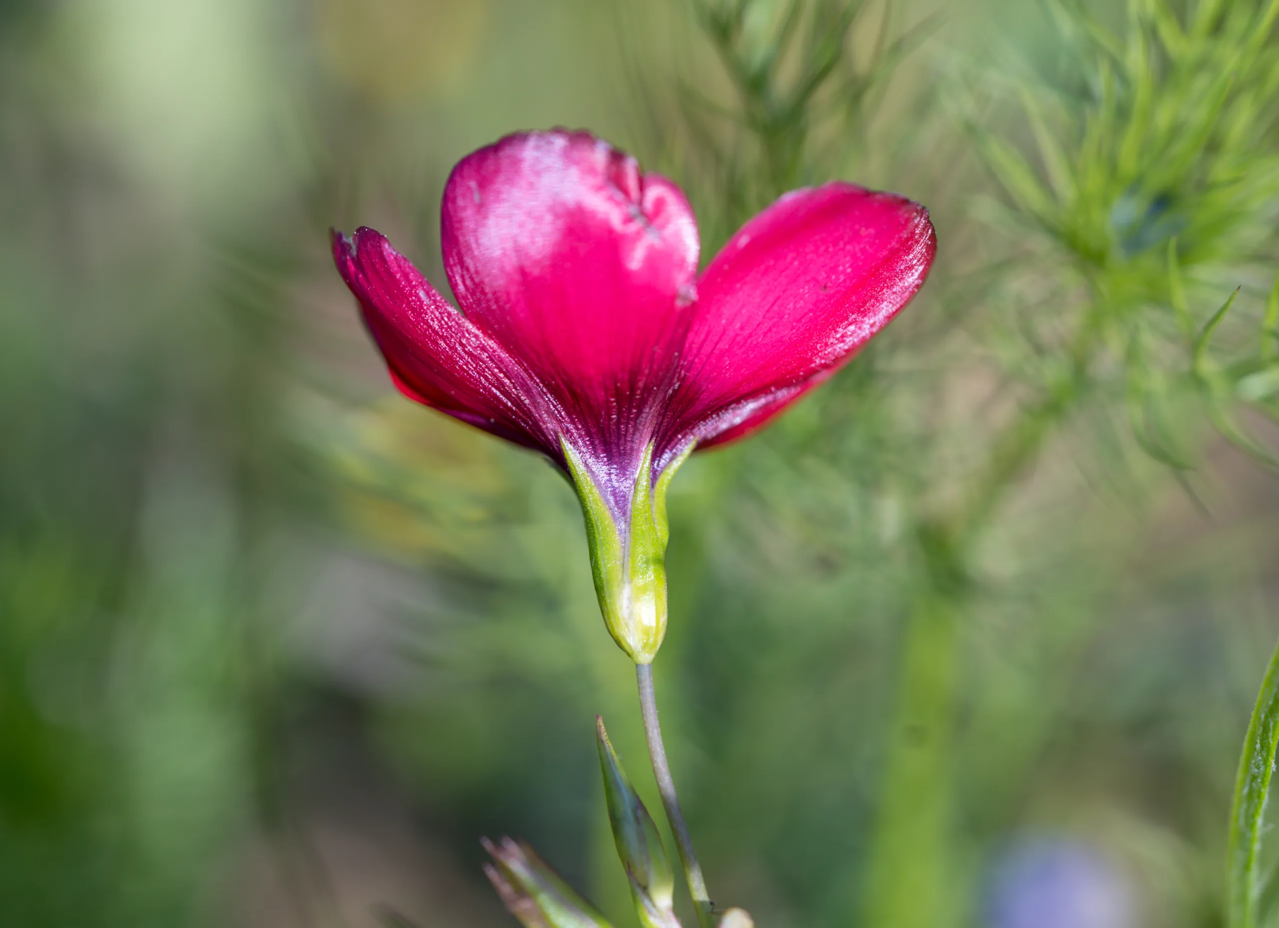 Linum grandiflorum
