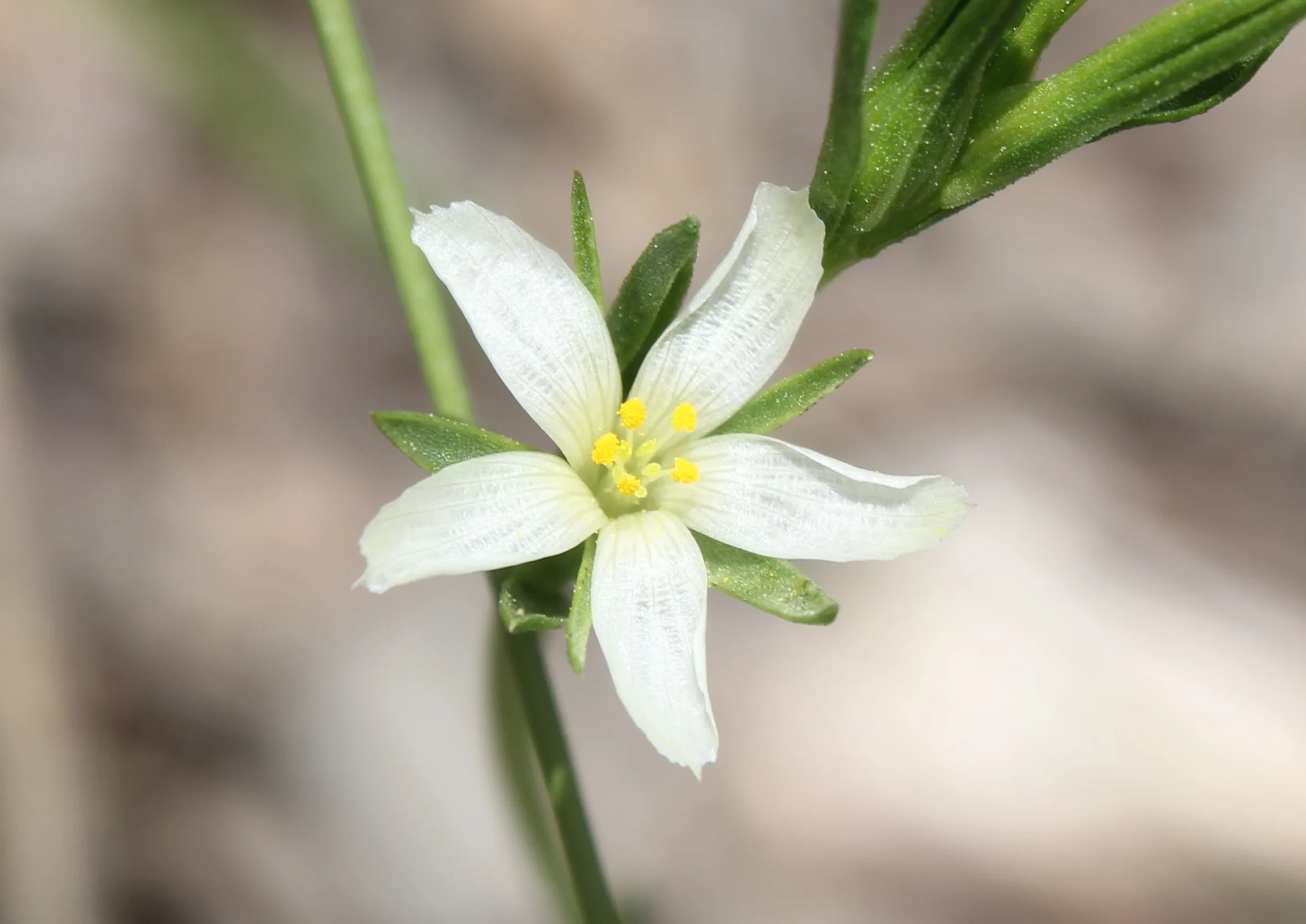 Linum nodiflorum