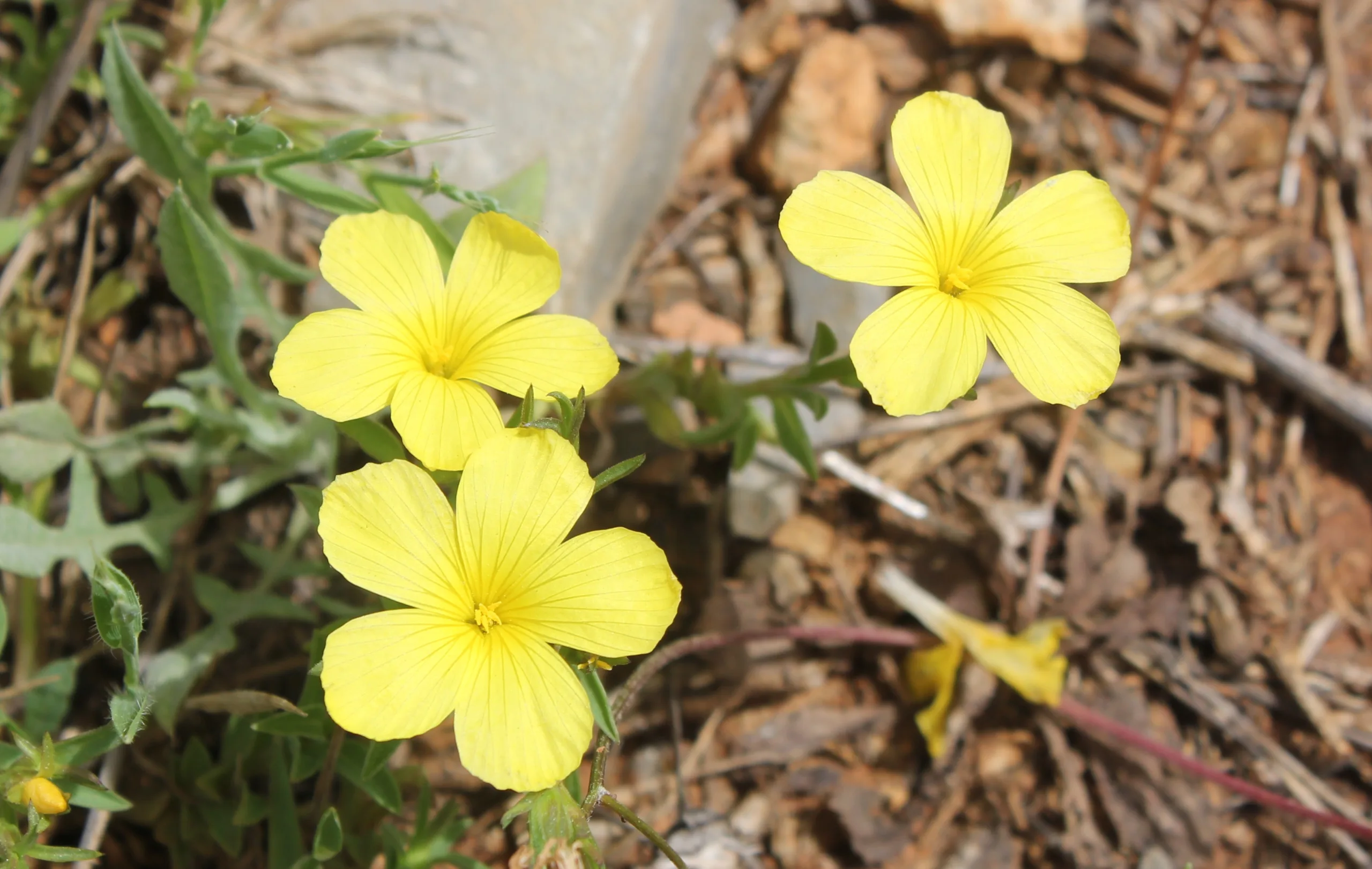 Linum nodiflorum