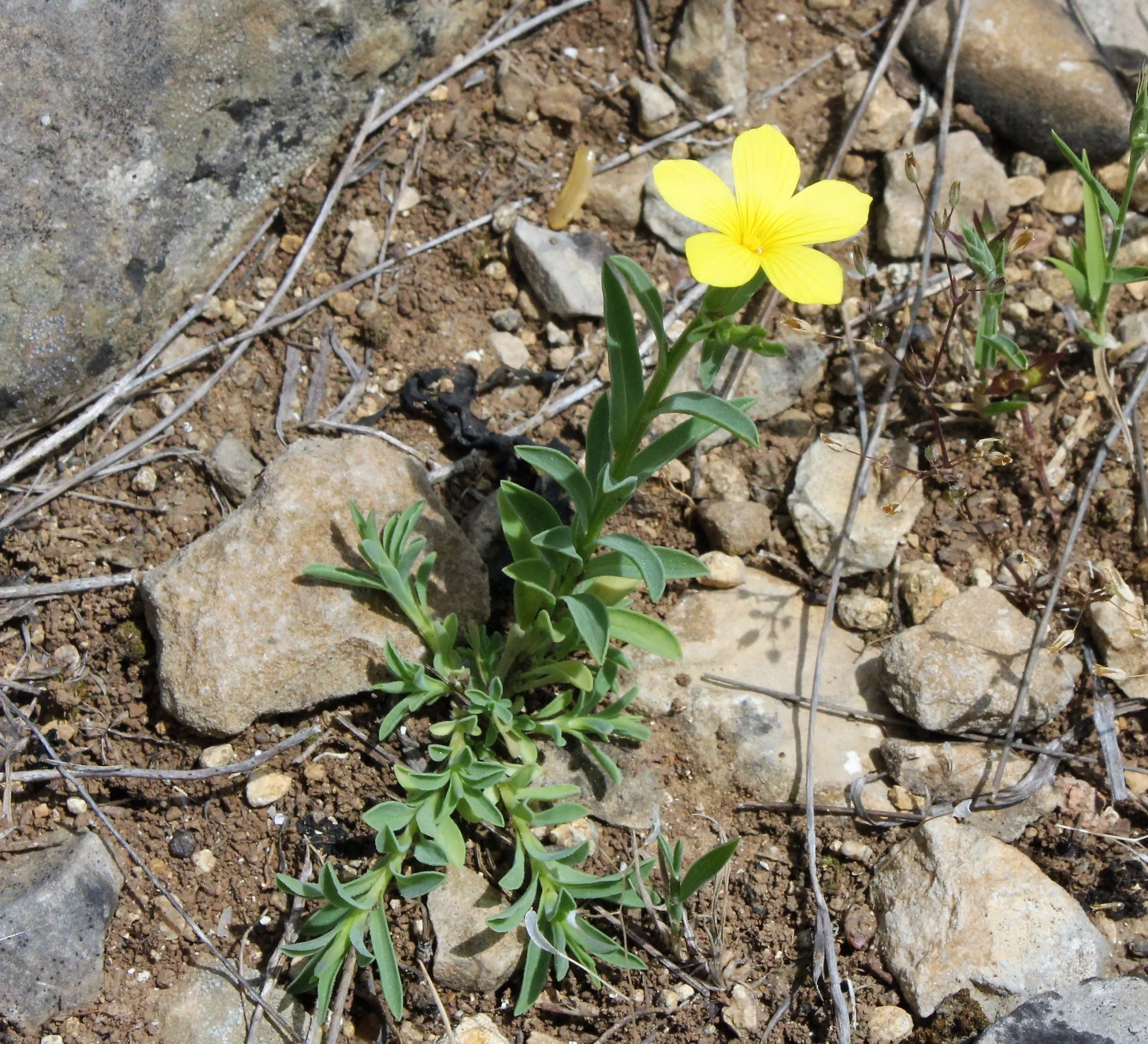 Linum nodiflorum
