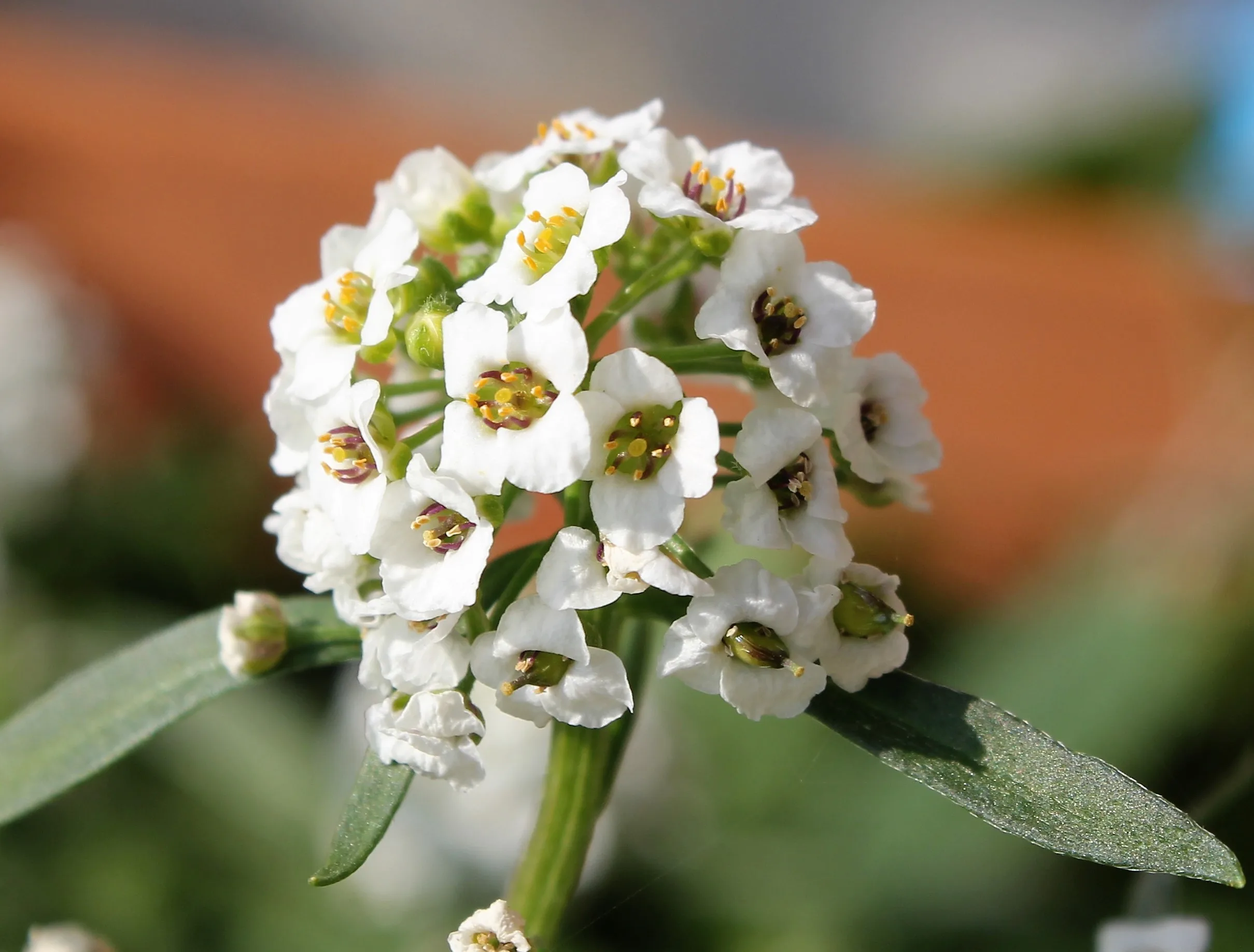 Lobularia maritima (Kraliyet halısı)