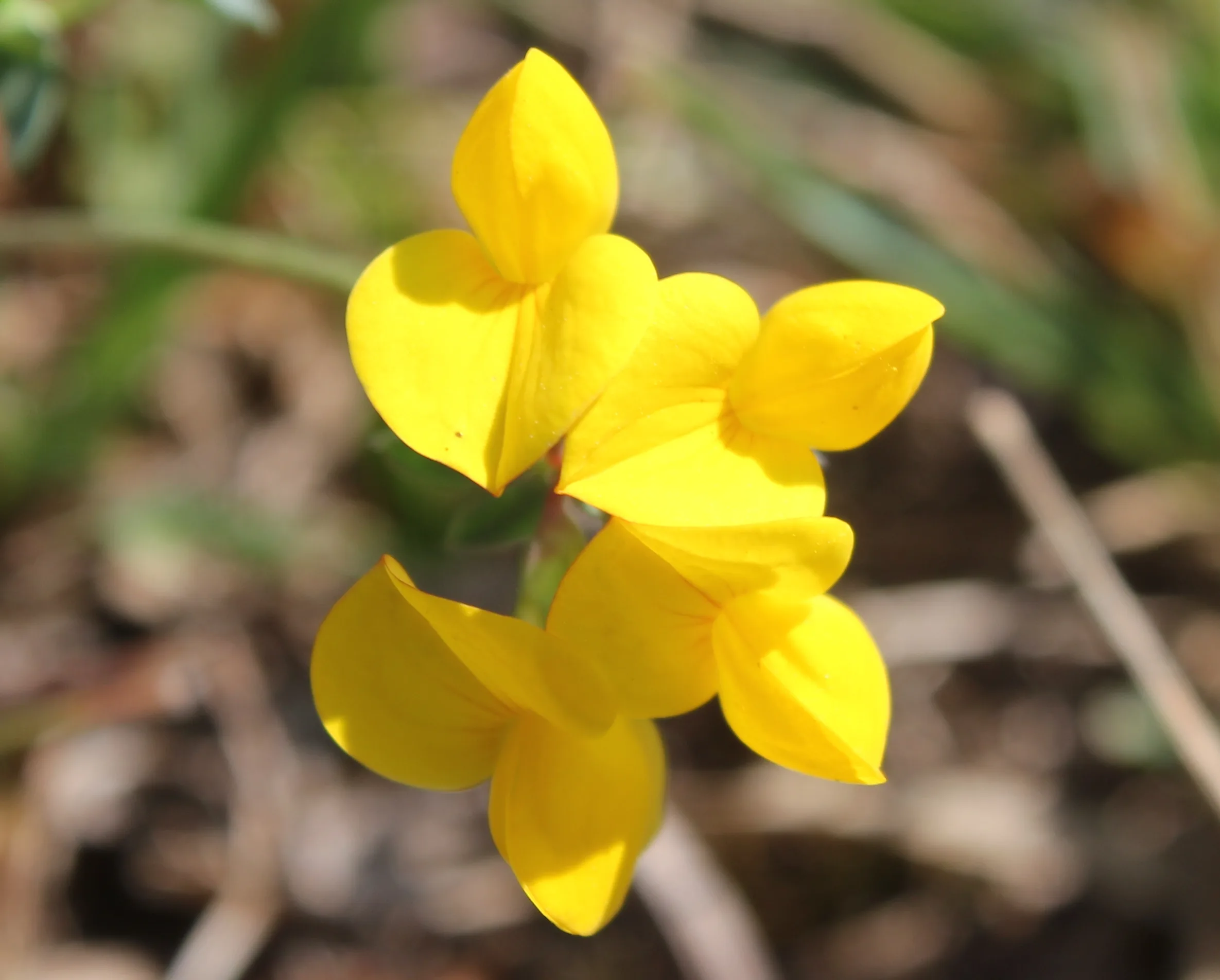 Lotus alpinus