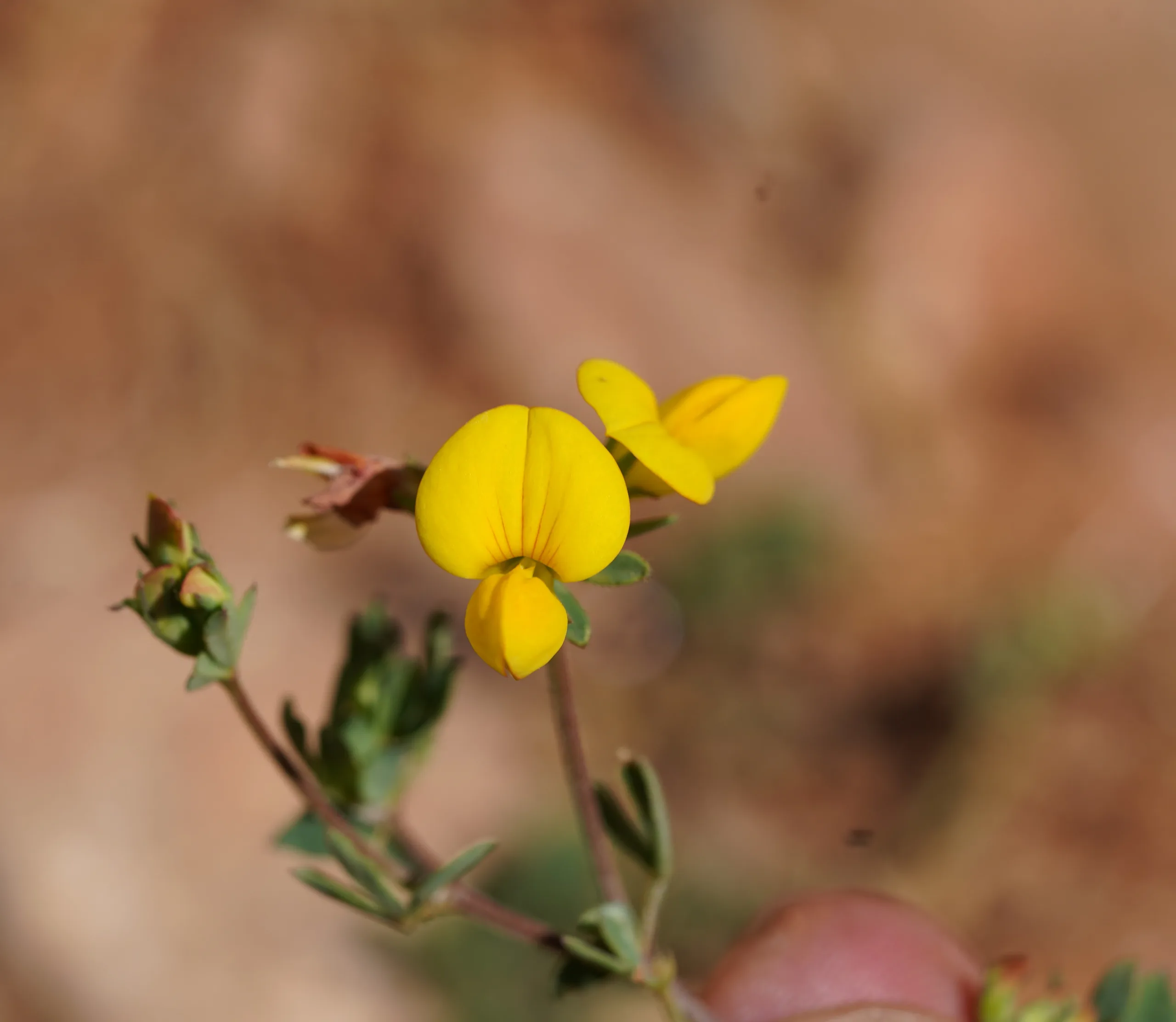 Lotus alpinus