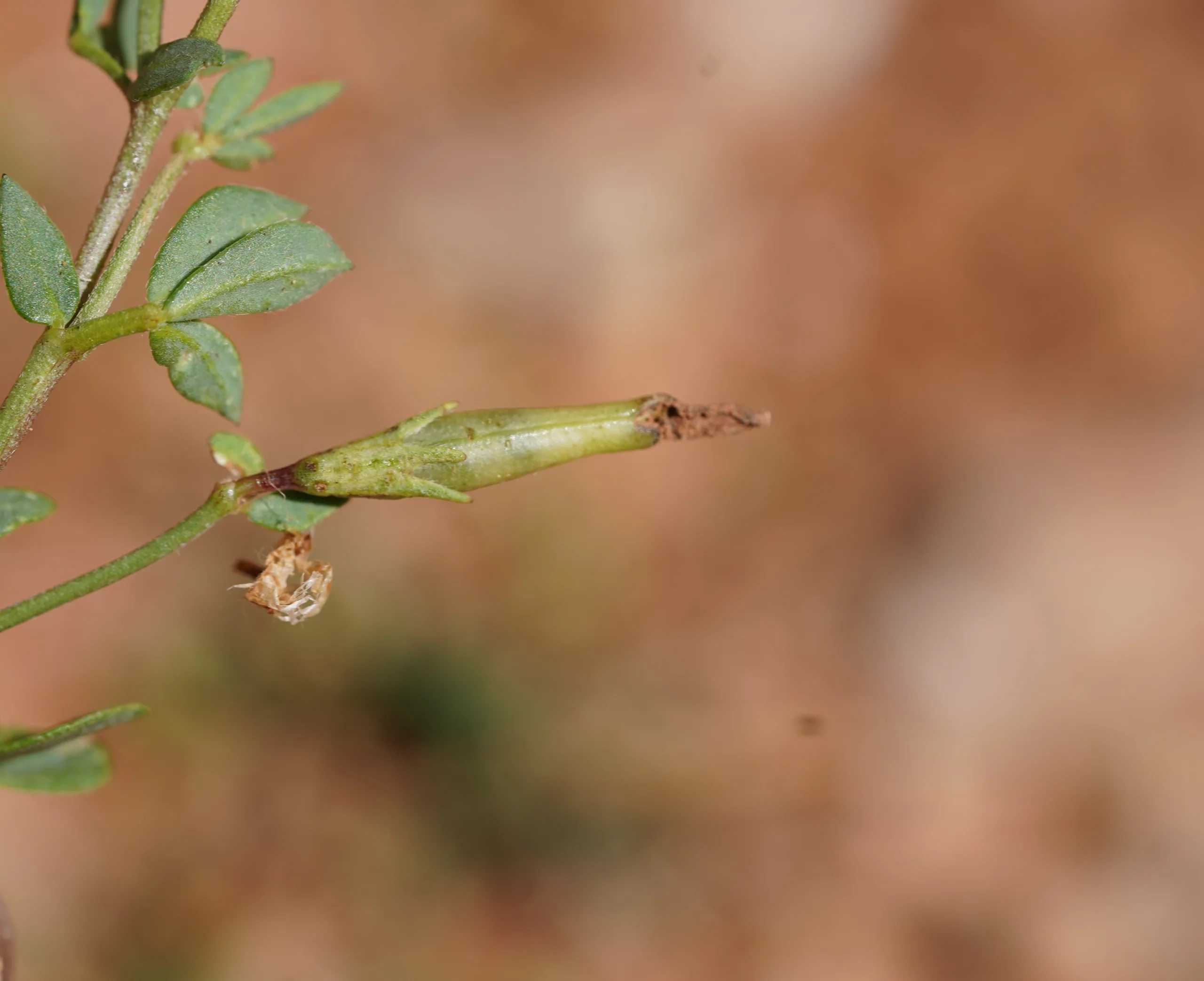 Lotus alpinus