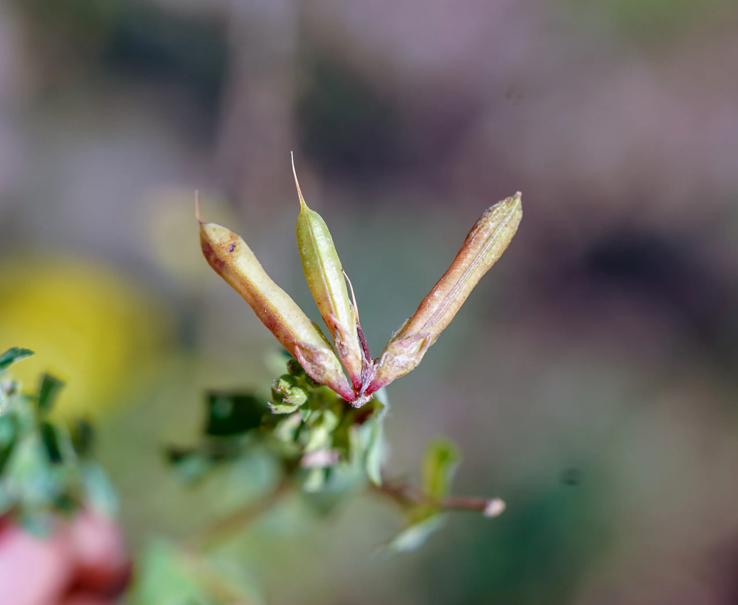 Lotus alpinus