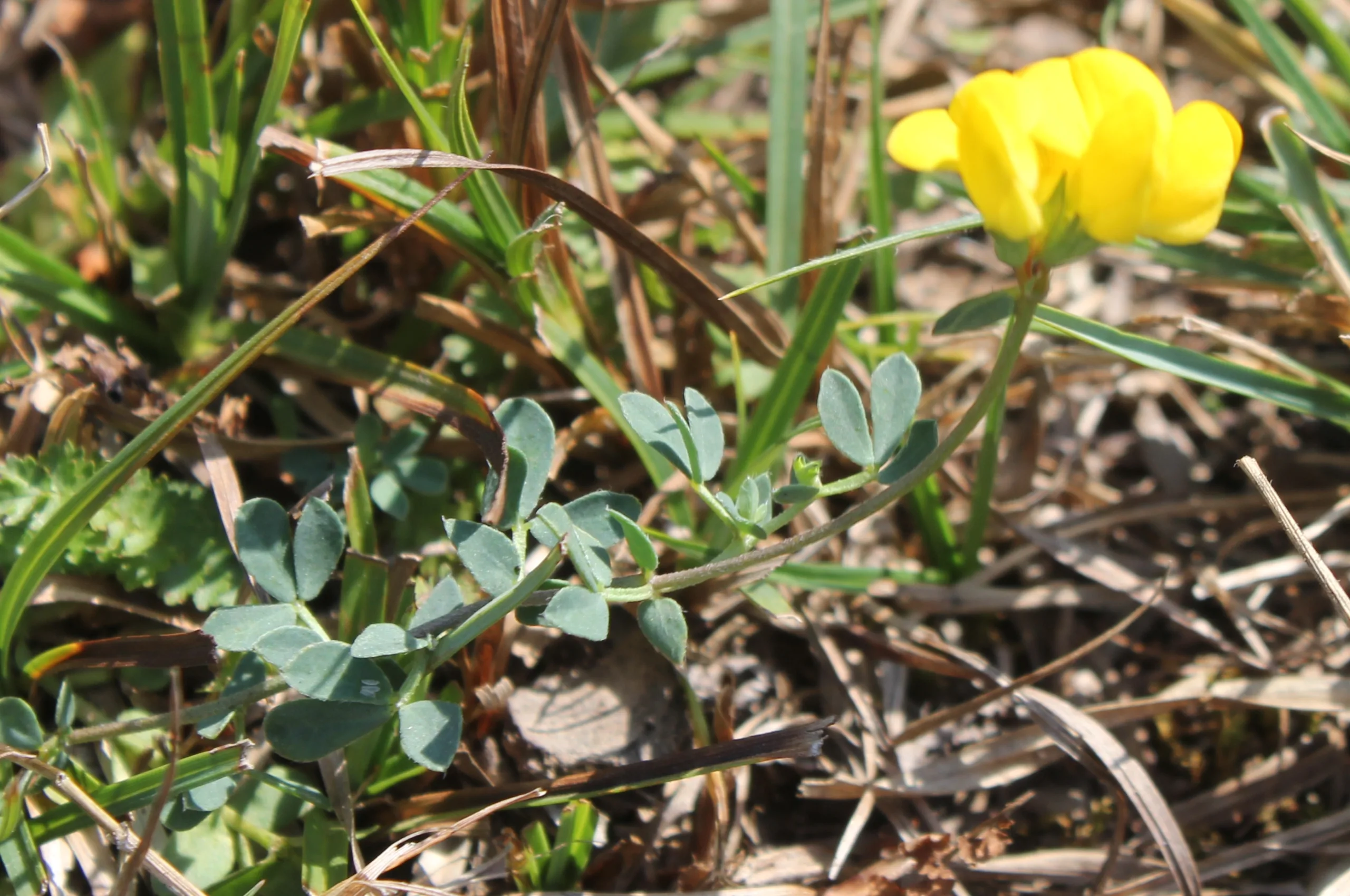 Lotus alpinus