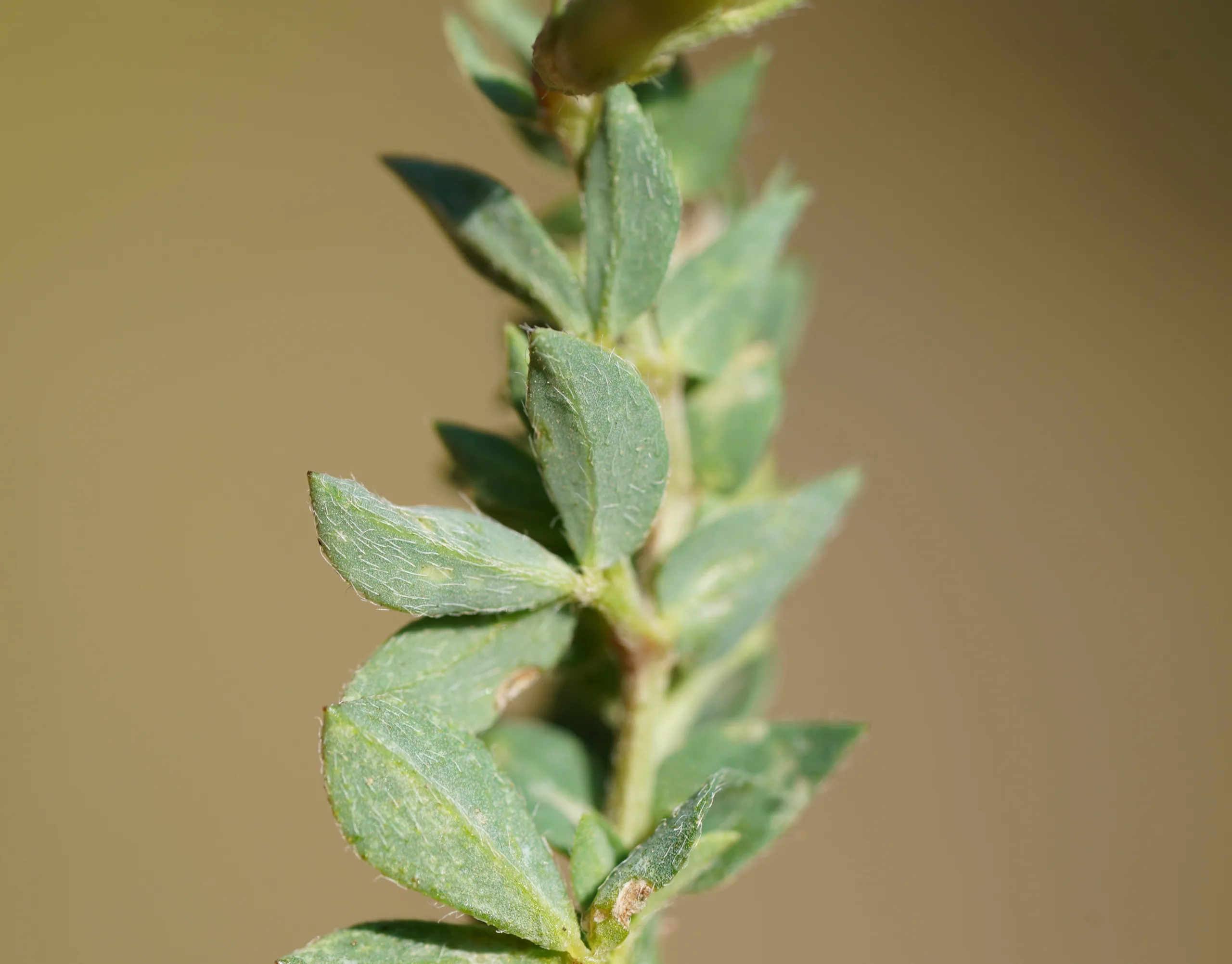Lotus alpinus