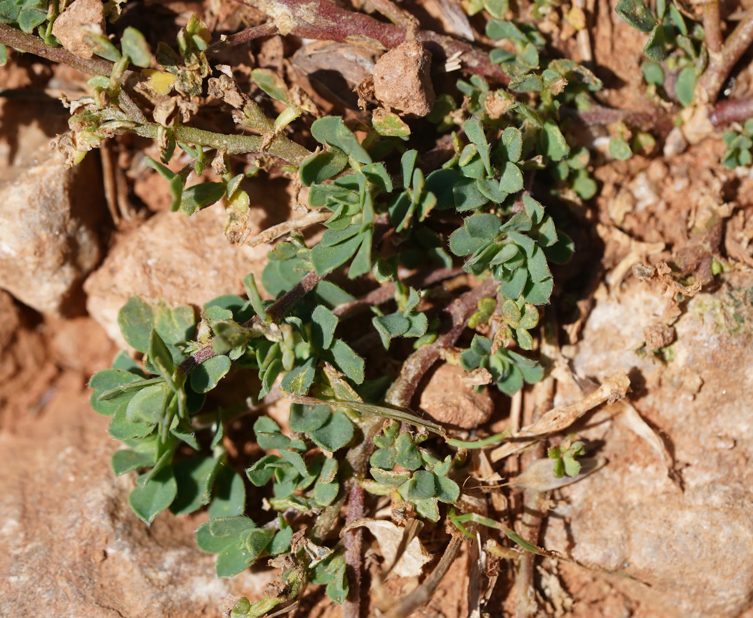 Lotus alpinus