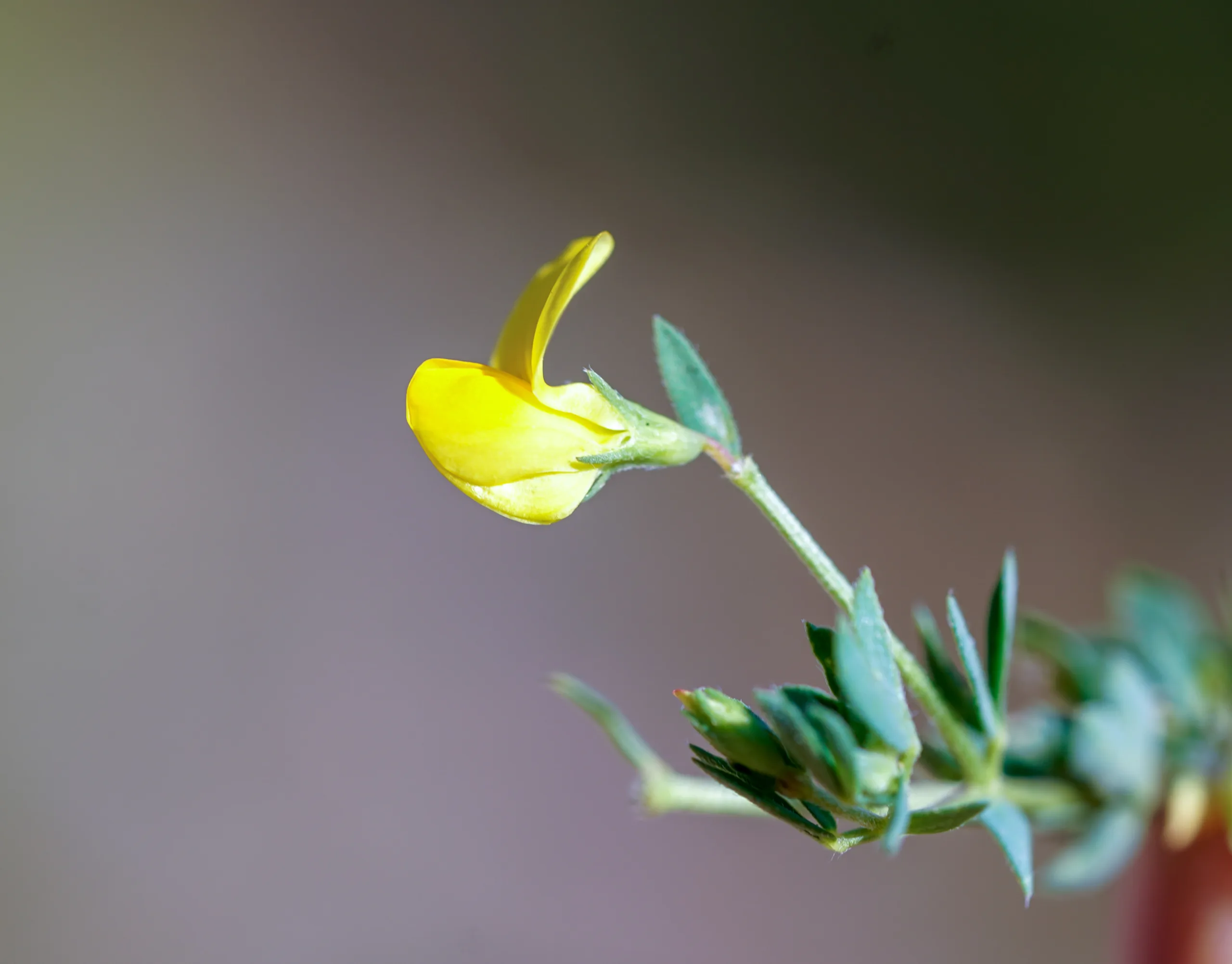 Lotus alpinus