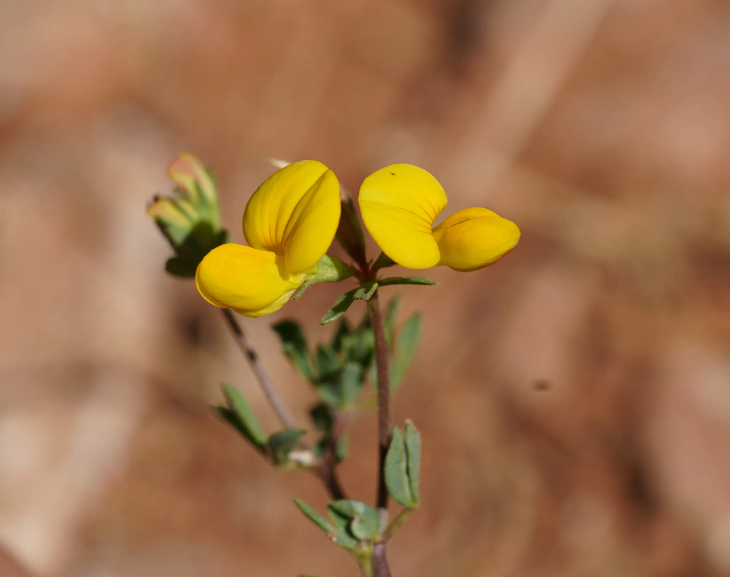 Lotus alpinus