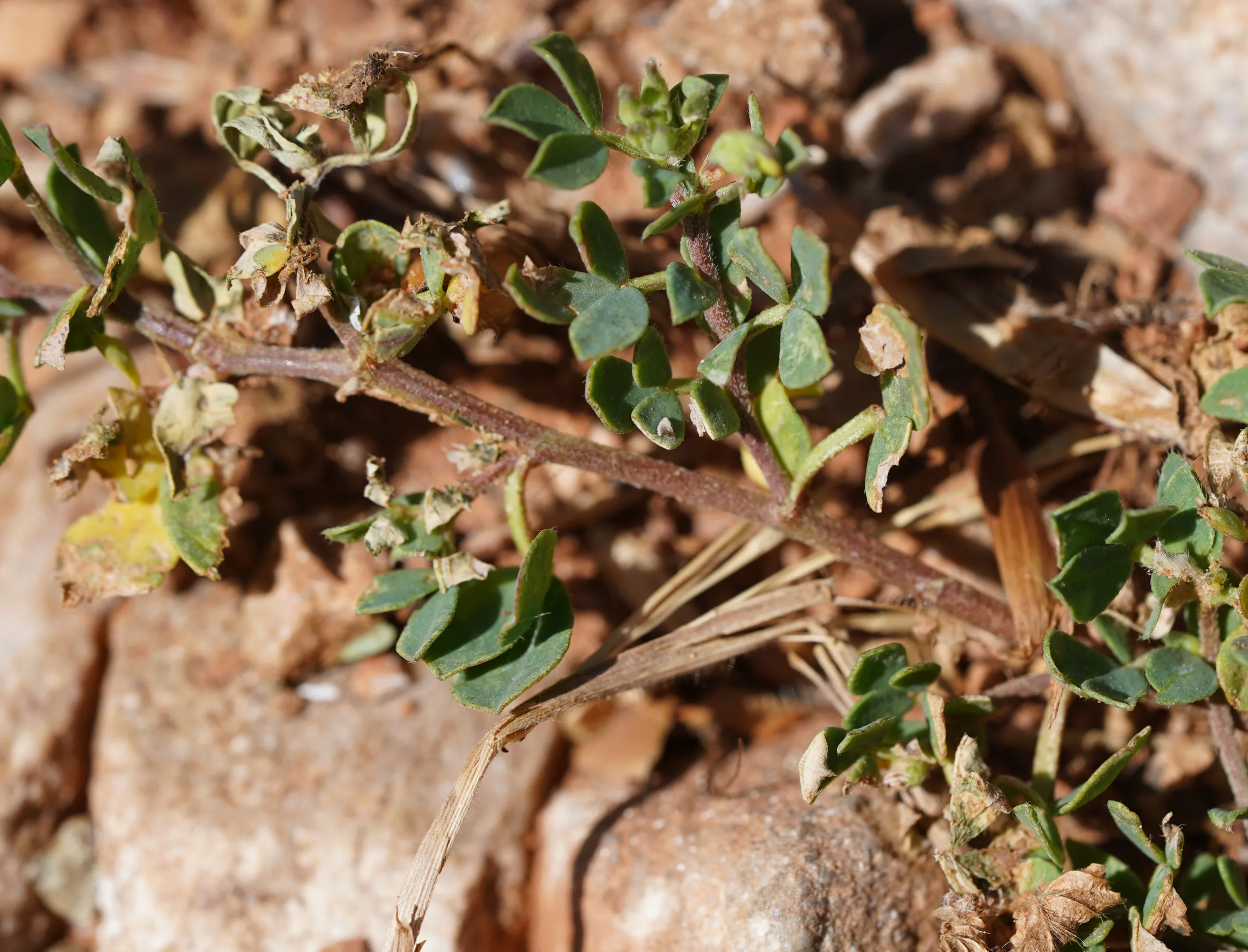 Lotus alpinus