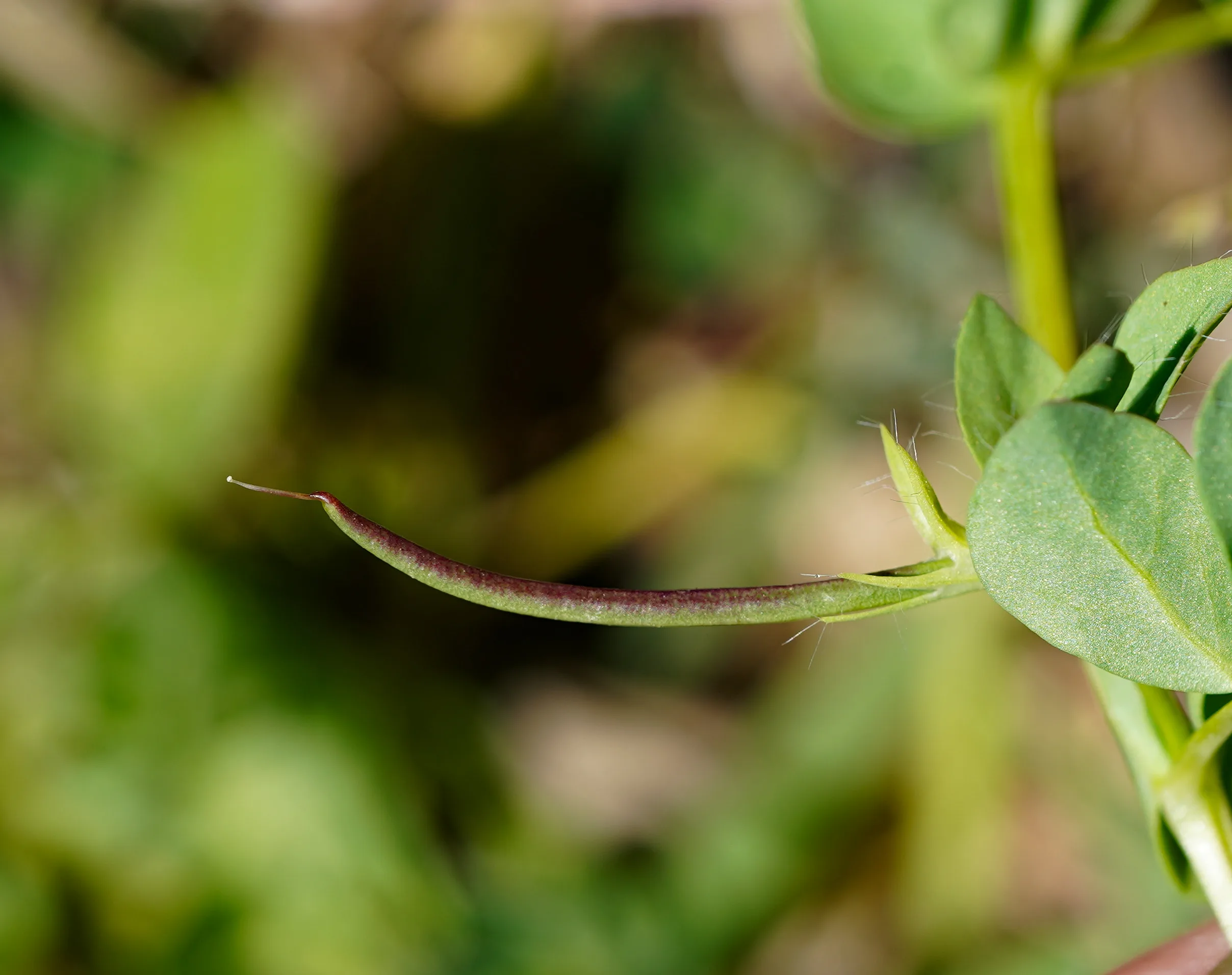 Lotus conimbricensis