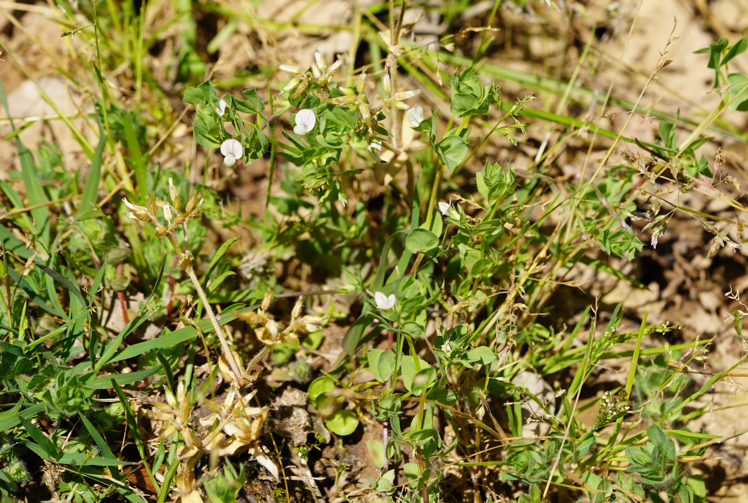 Lotus conimbricensis