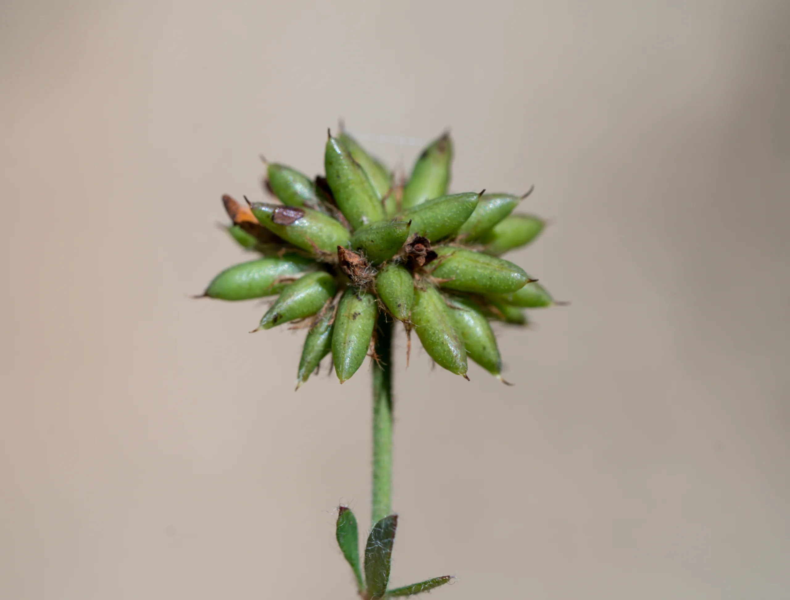 Lotus graecus