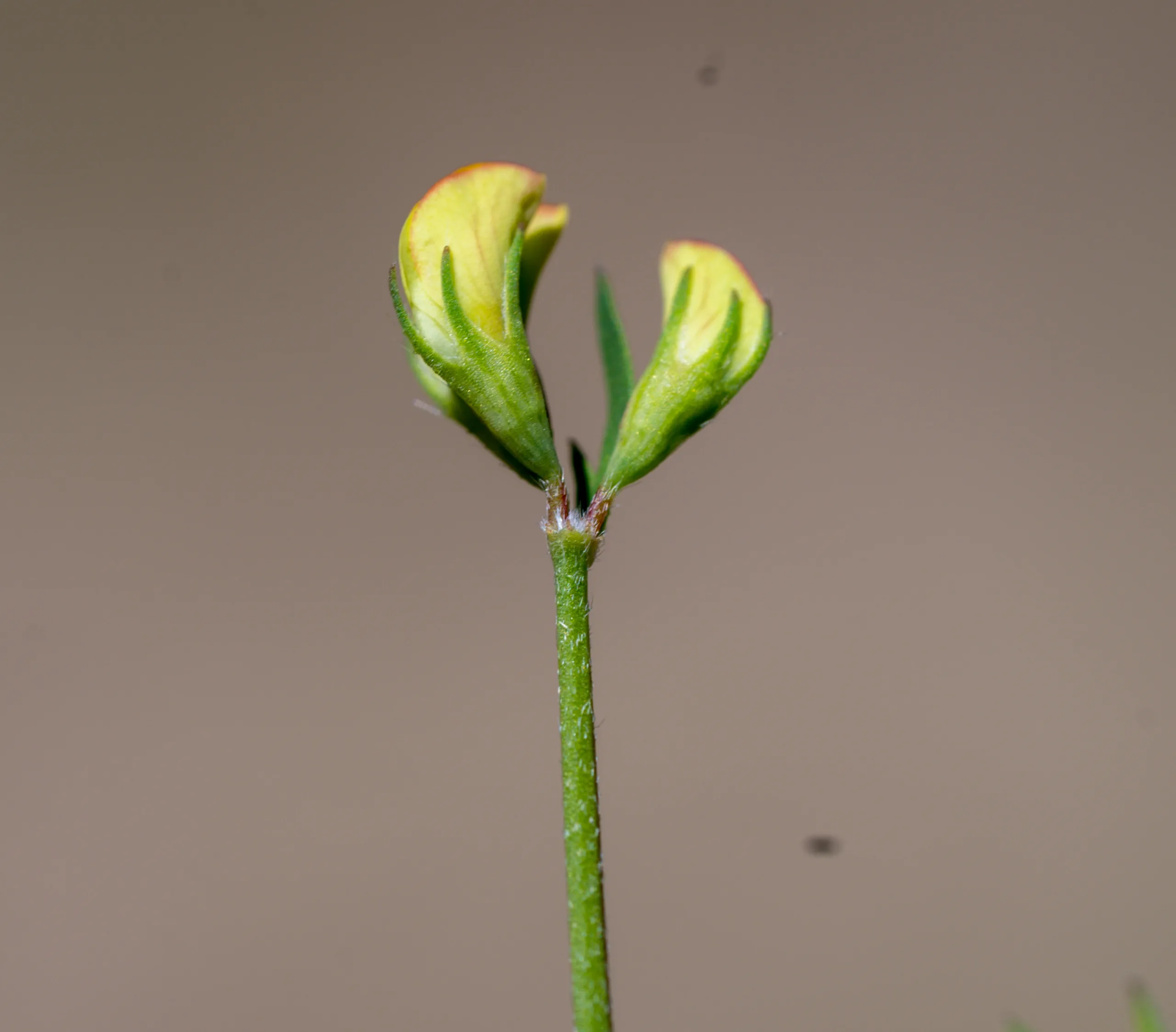 Lotus tenuis