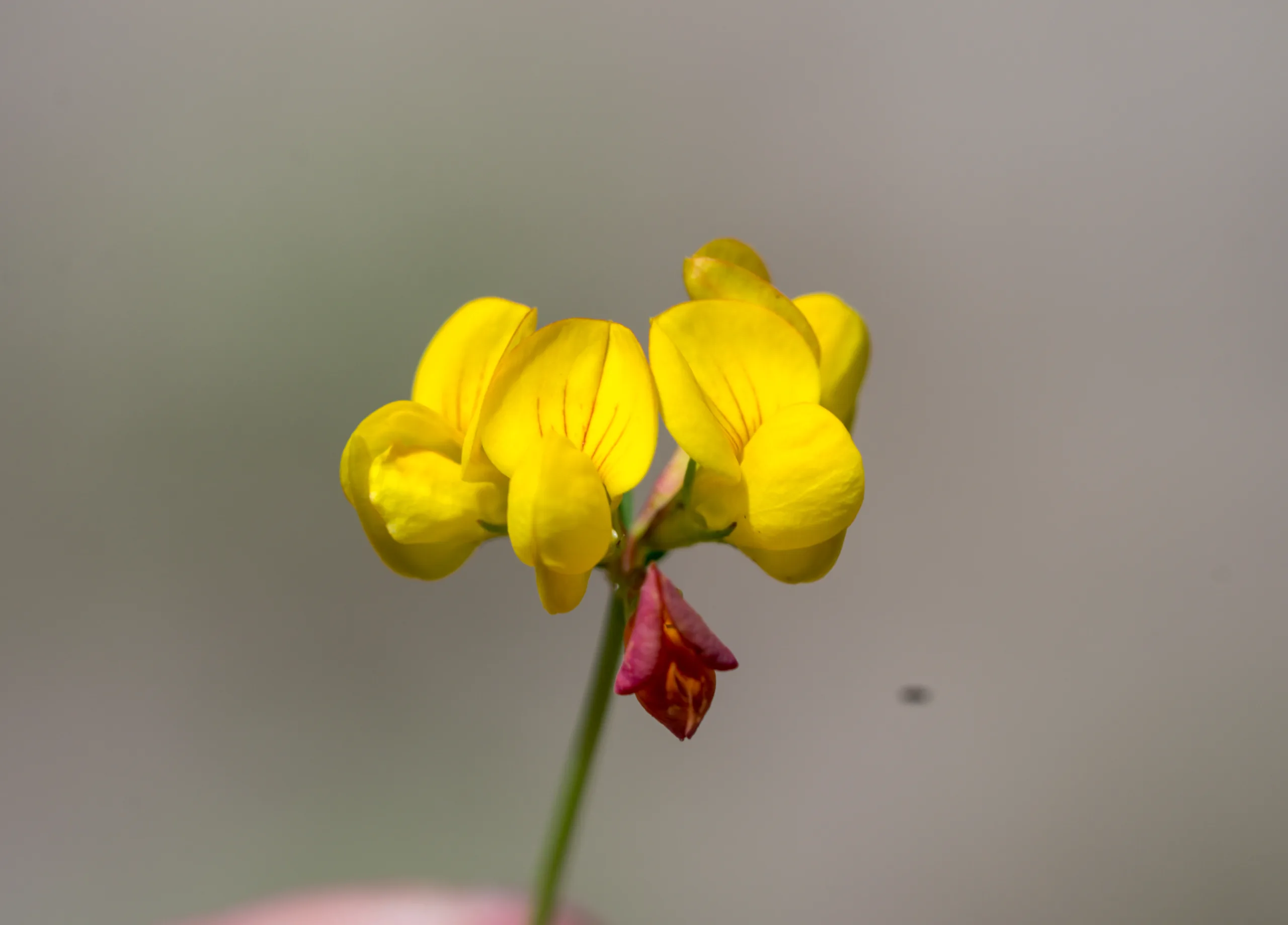 Lotus tenuis