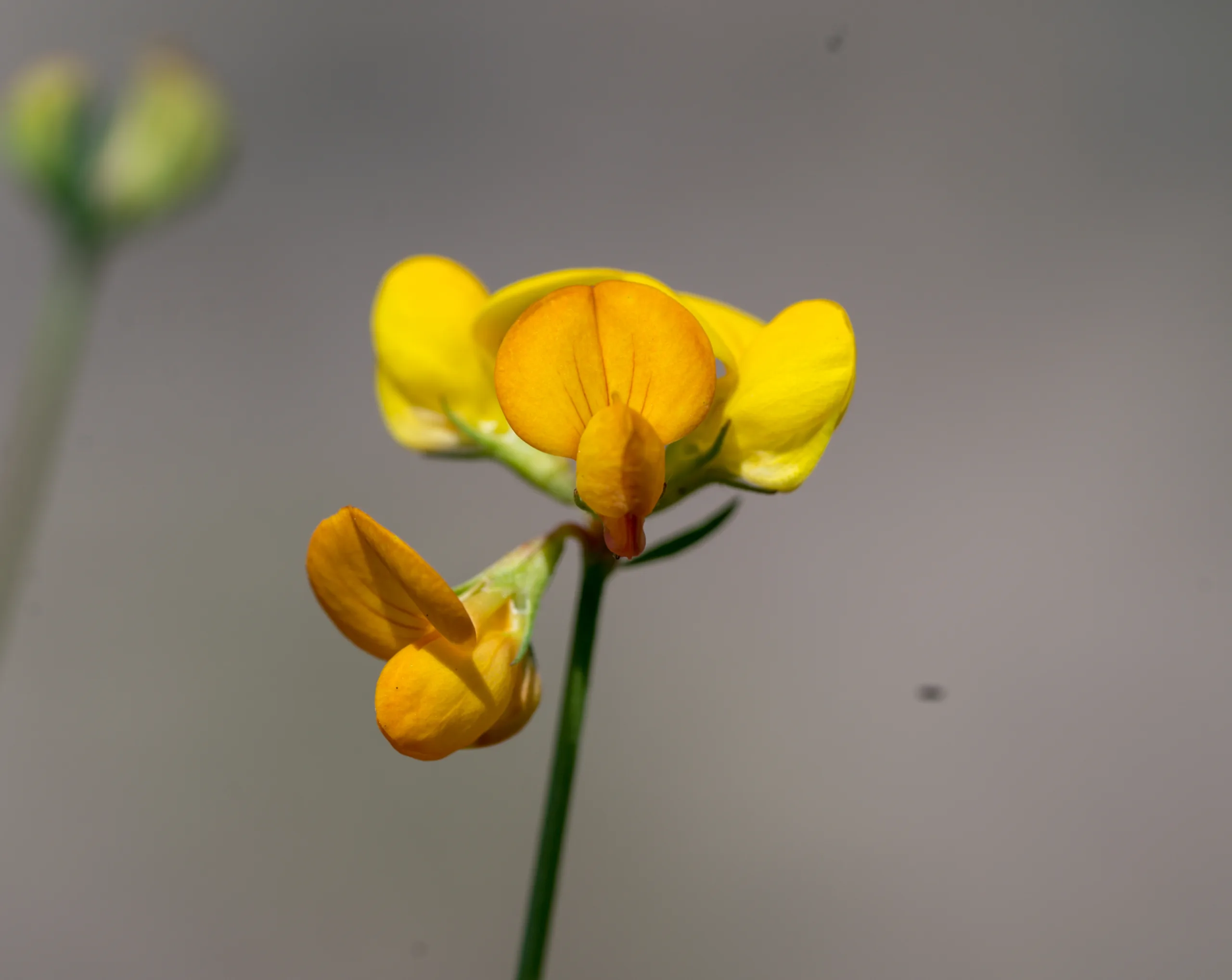 Lotus tenuis