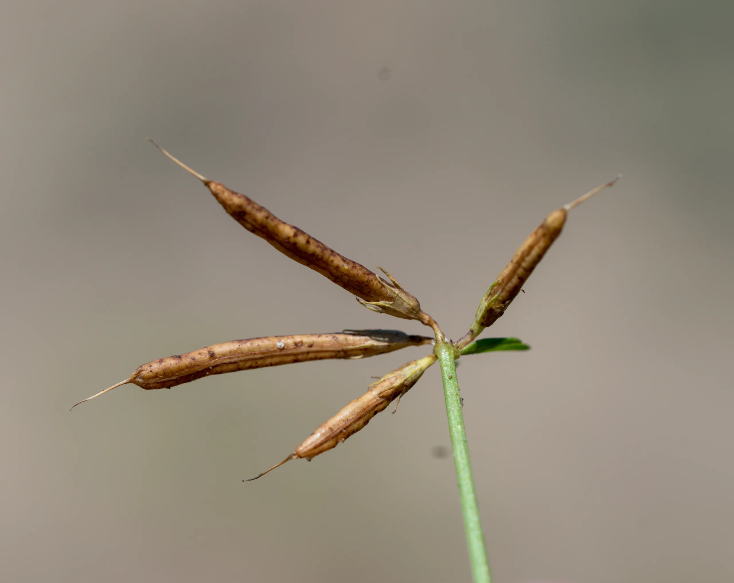Lotus tenuis