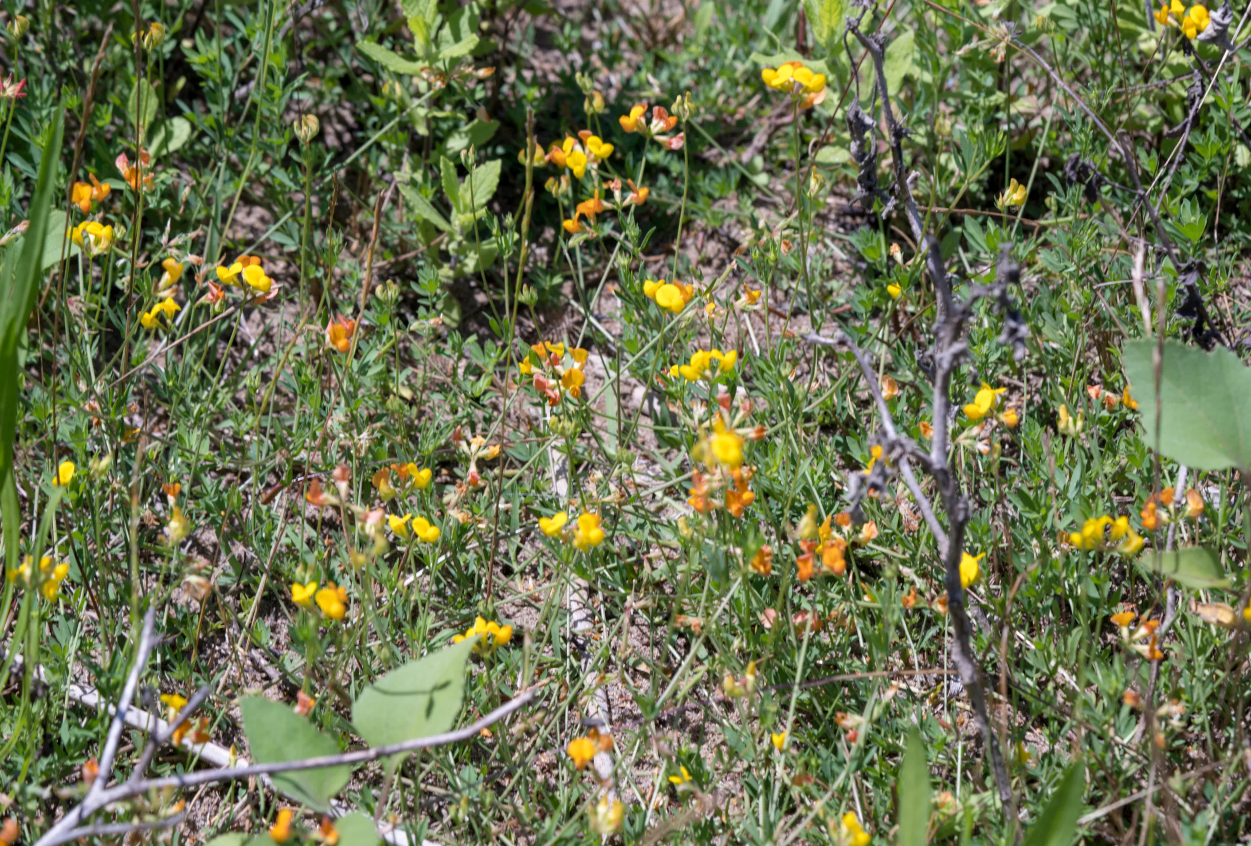 Lotus tenuis