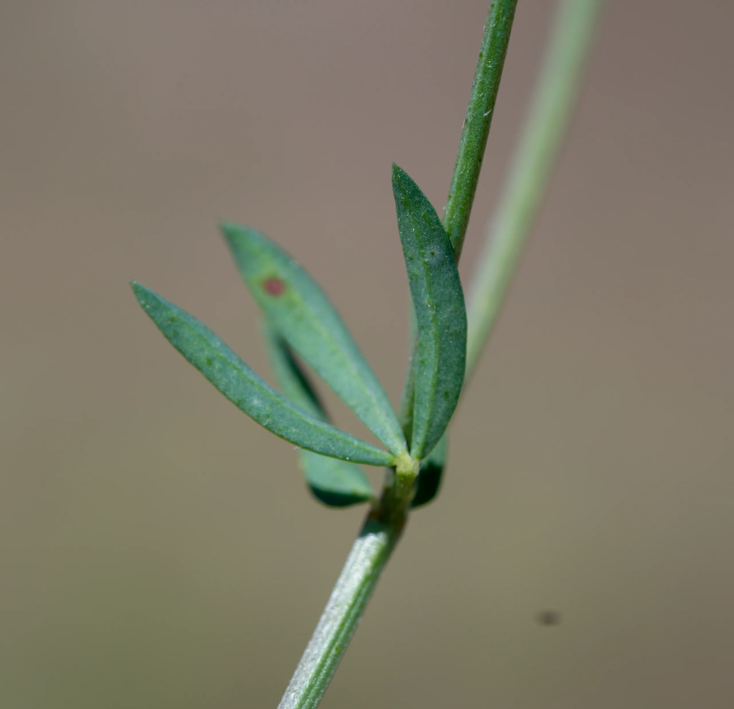 Lotus tenuis