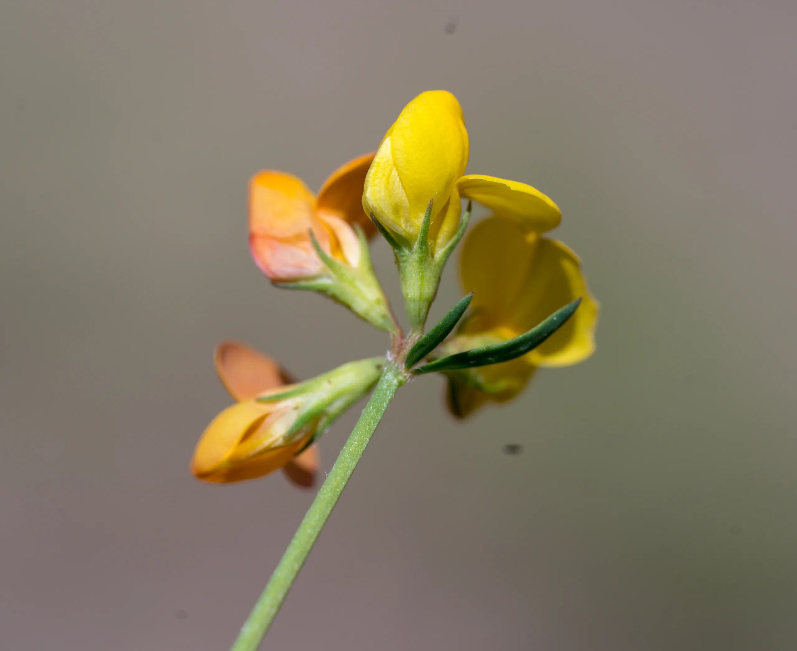 Lotus tenuis